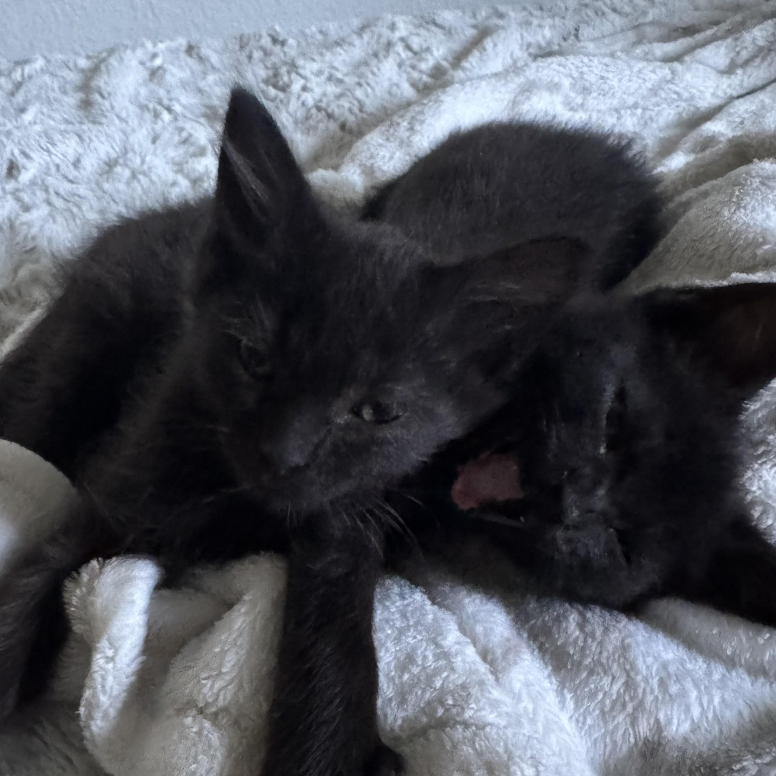 Axel And Blade photo 1