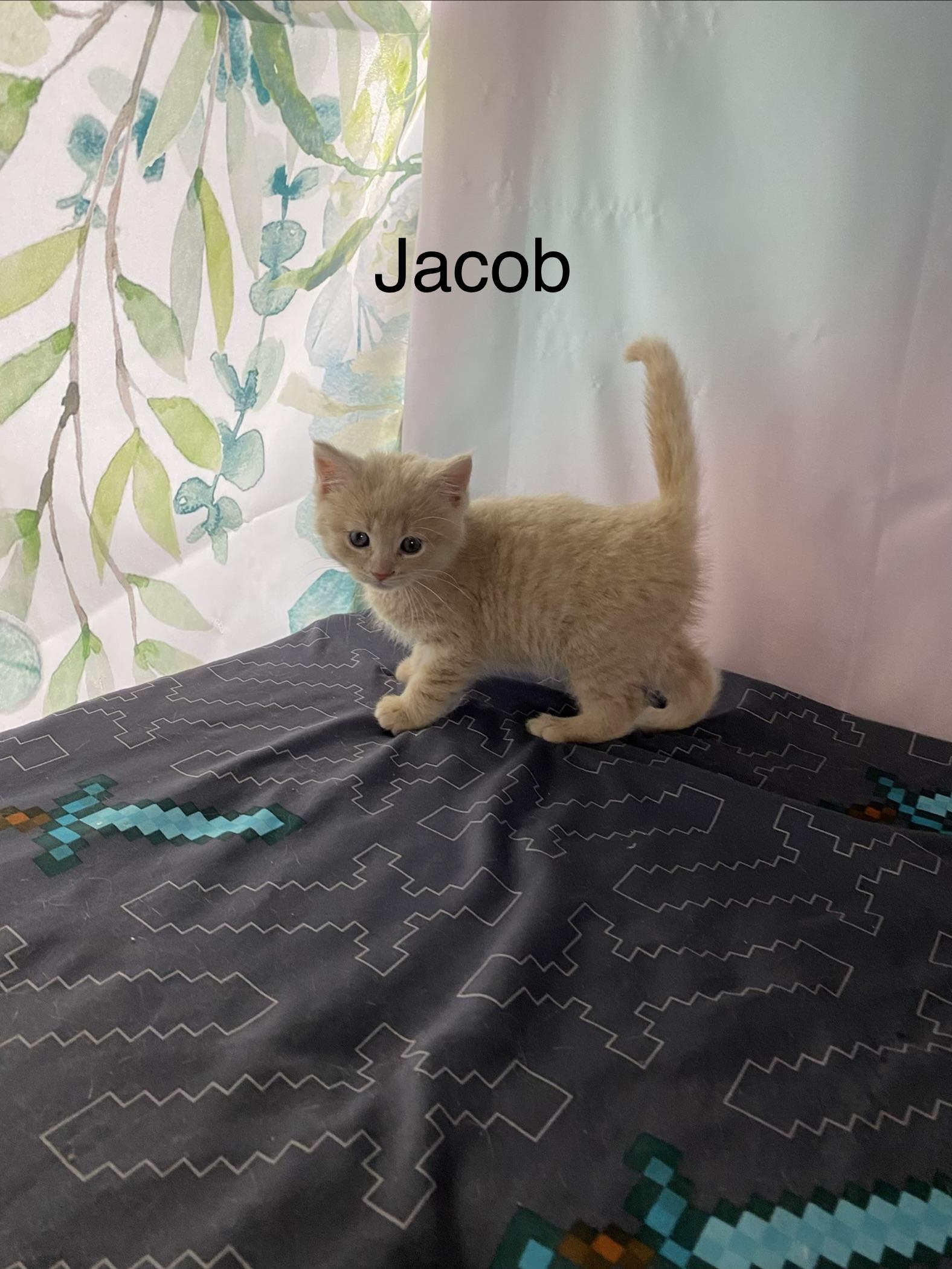 Jacob, ADOPTABLE, Kitten Male Domestic Medium Hair.