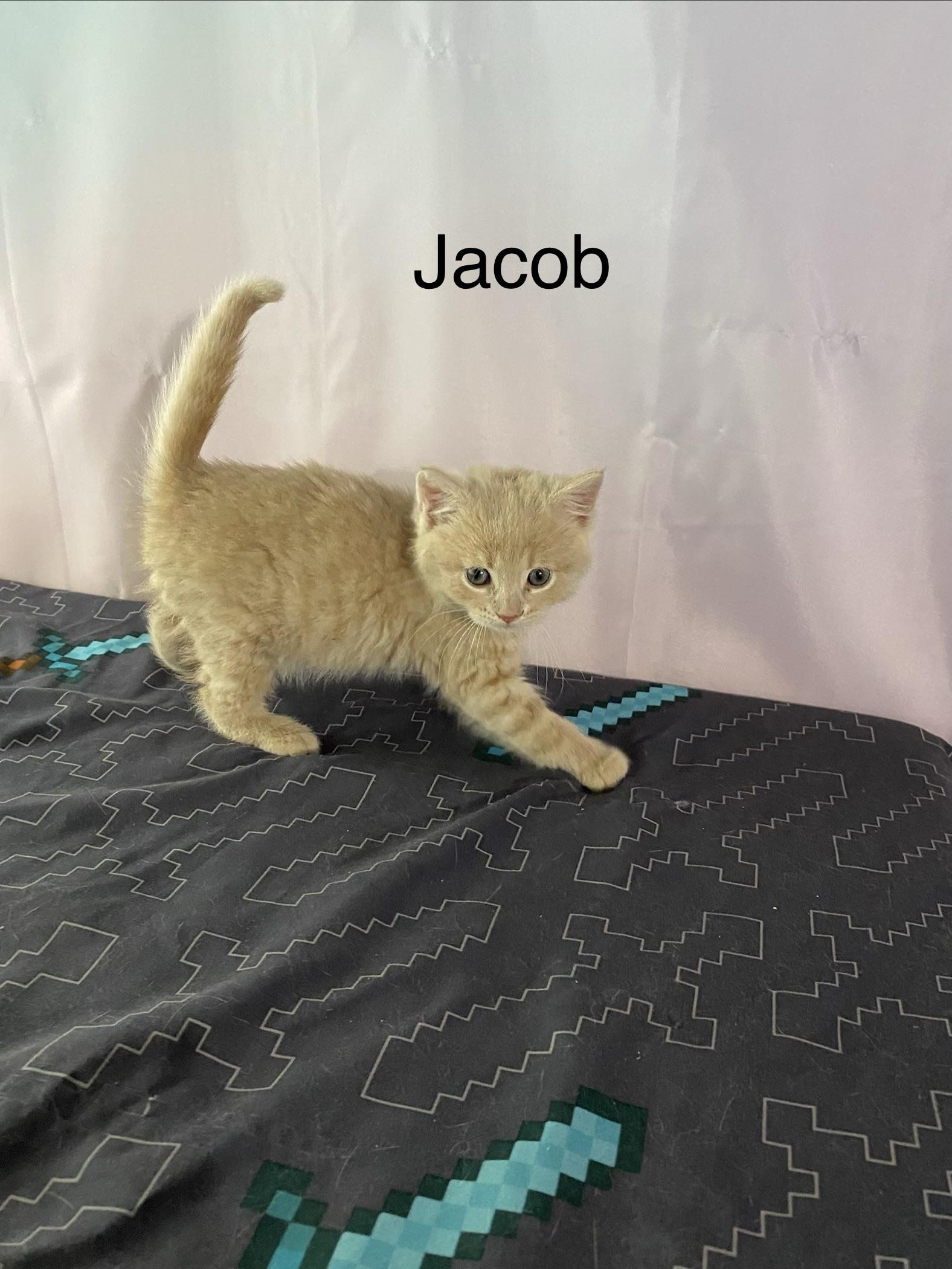 Jacob, a ADOPTABLE Domestic Medium Hair in Macomb, MI image 2/2