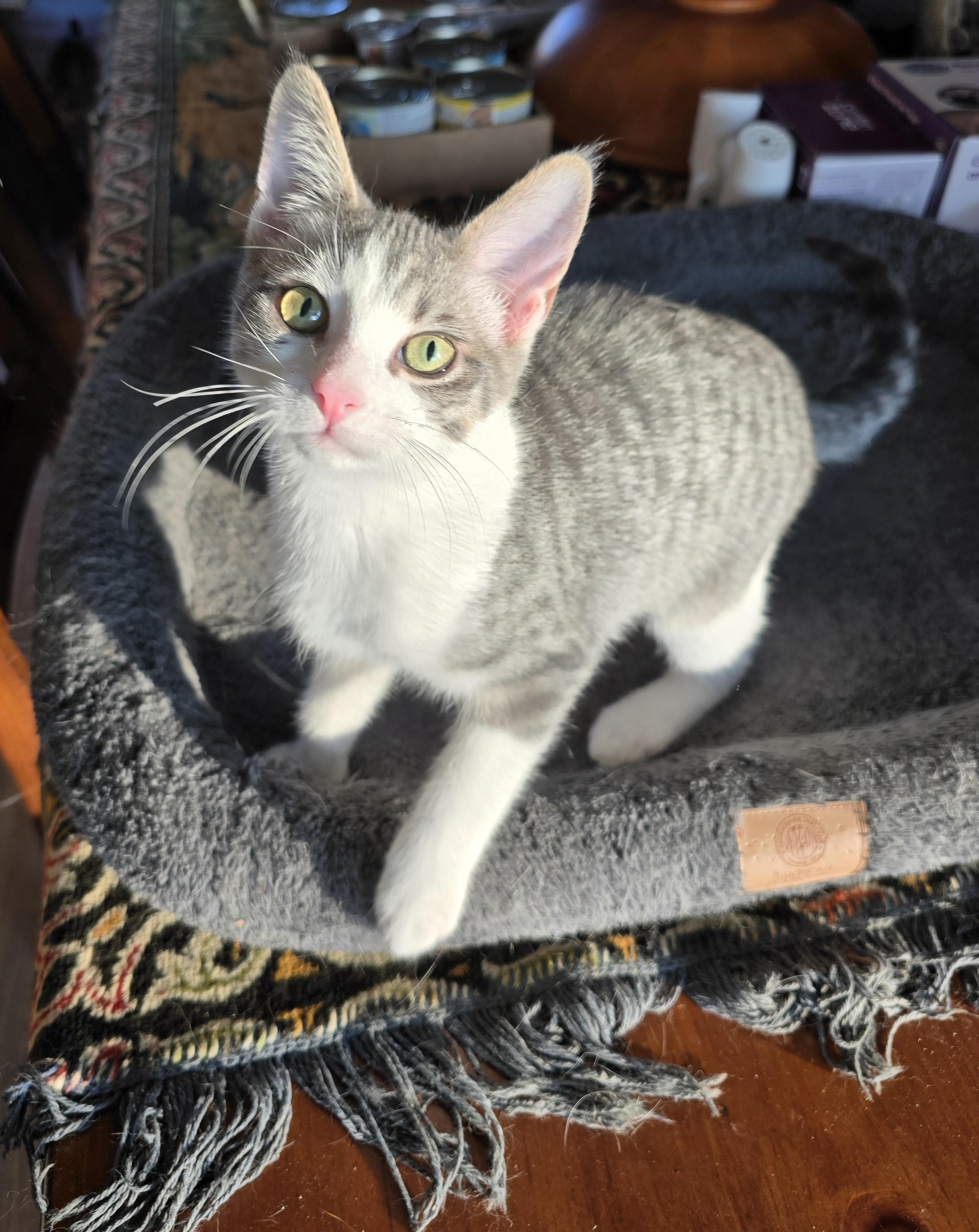 Vikki, Adoptable, Kitten Female Domestic Short Hair.