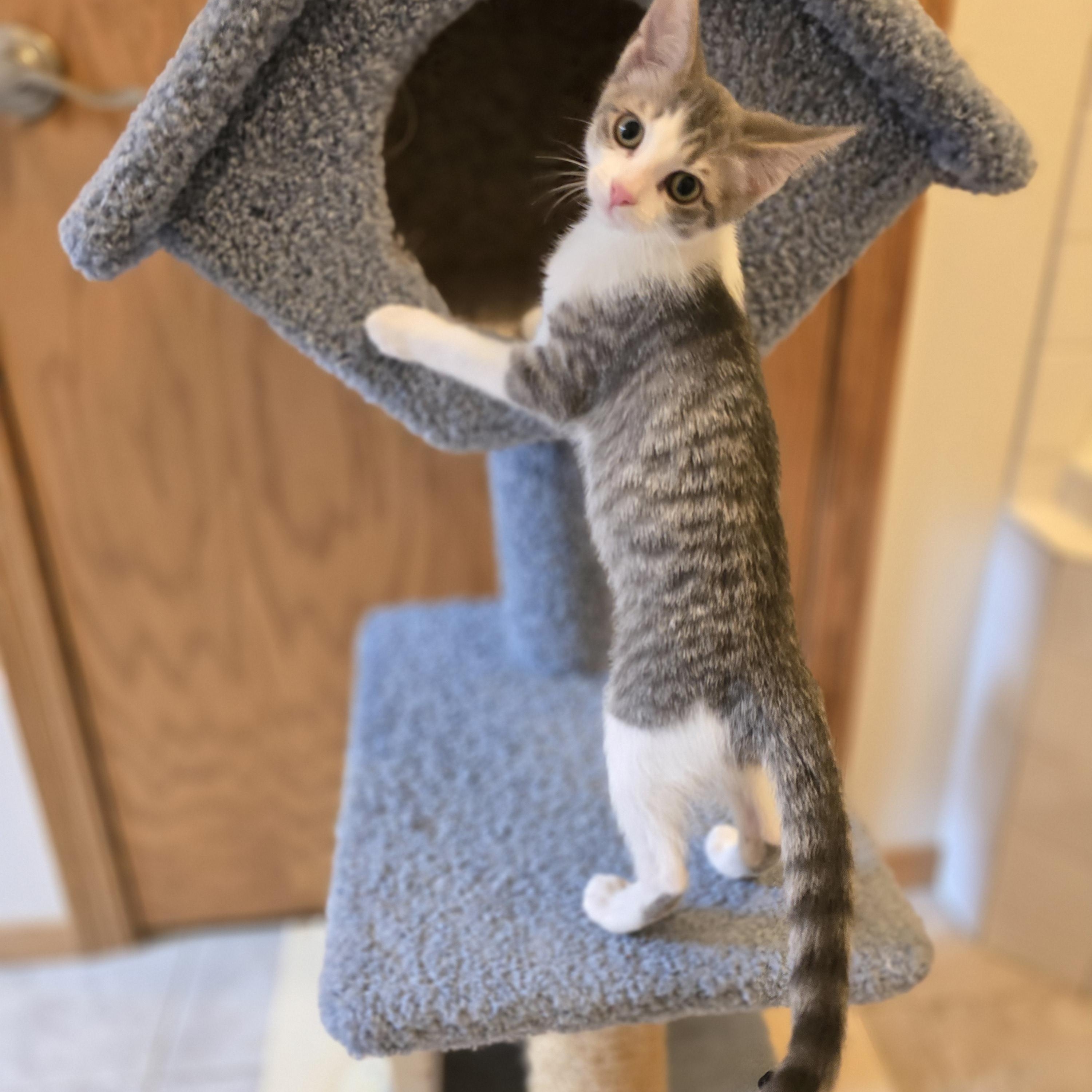 Vikki, a Adoptable Domestic Short Hair in Fargo, ND image 4/5