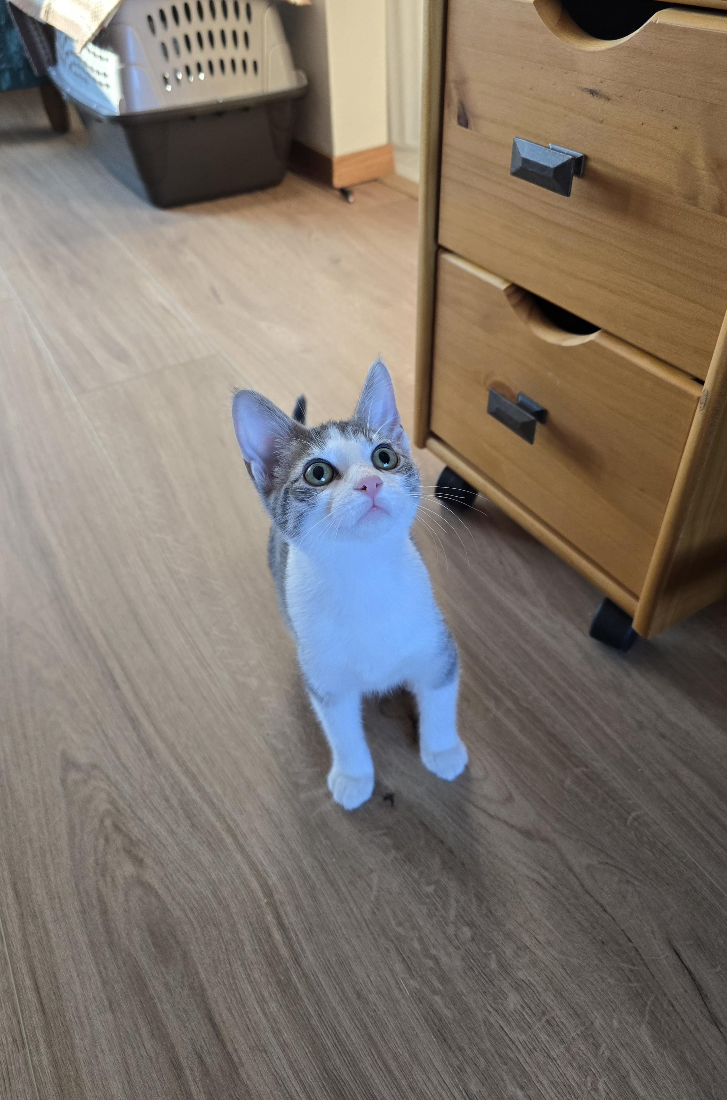 Vikki, a Adoptable Domestic Short Hair in Fargo, ND image 2/5