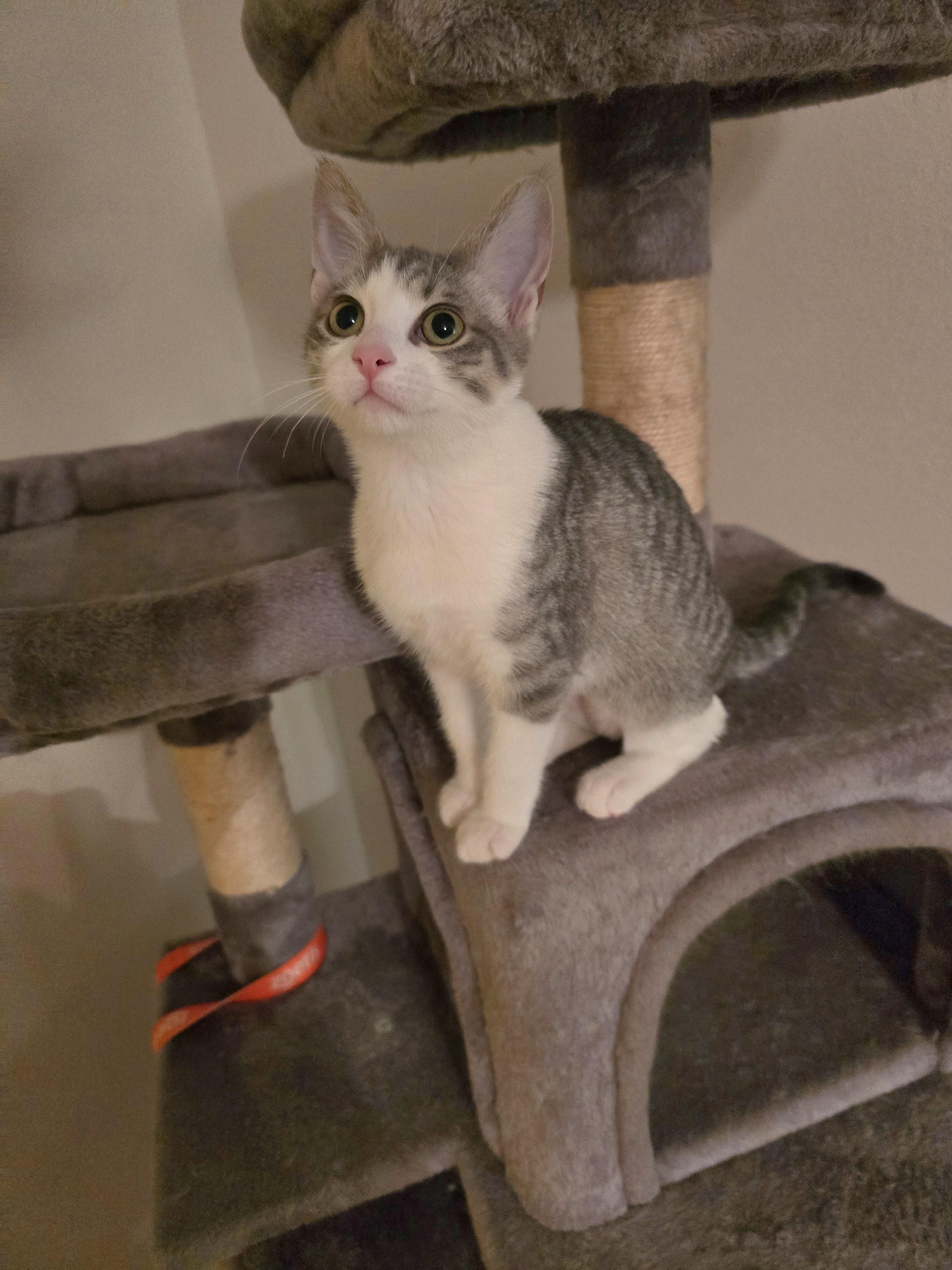 Vikki, a Adoptable Domestic Short Hair in Fargo, ND image 3/5