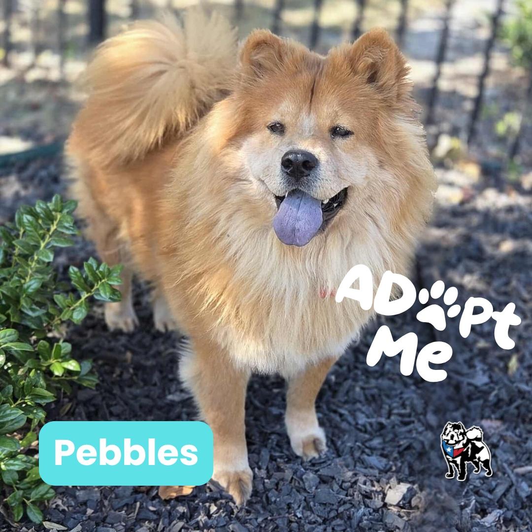 Pebbles aka Cookie, Adoptable, Adult Female Chow Chow.