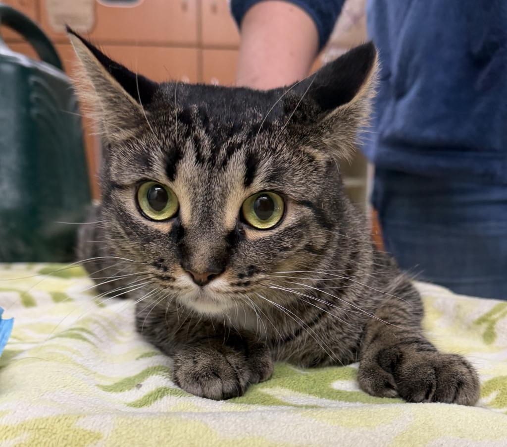 MITTENS, Adoptable, Young Female Domestic Short Hair.