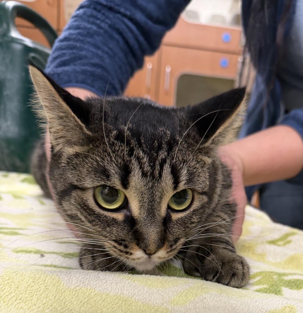 MITTENS, a Adoptable mixed breed in Hastings, MI image 2/2