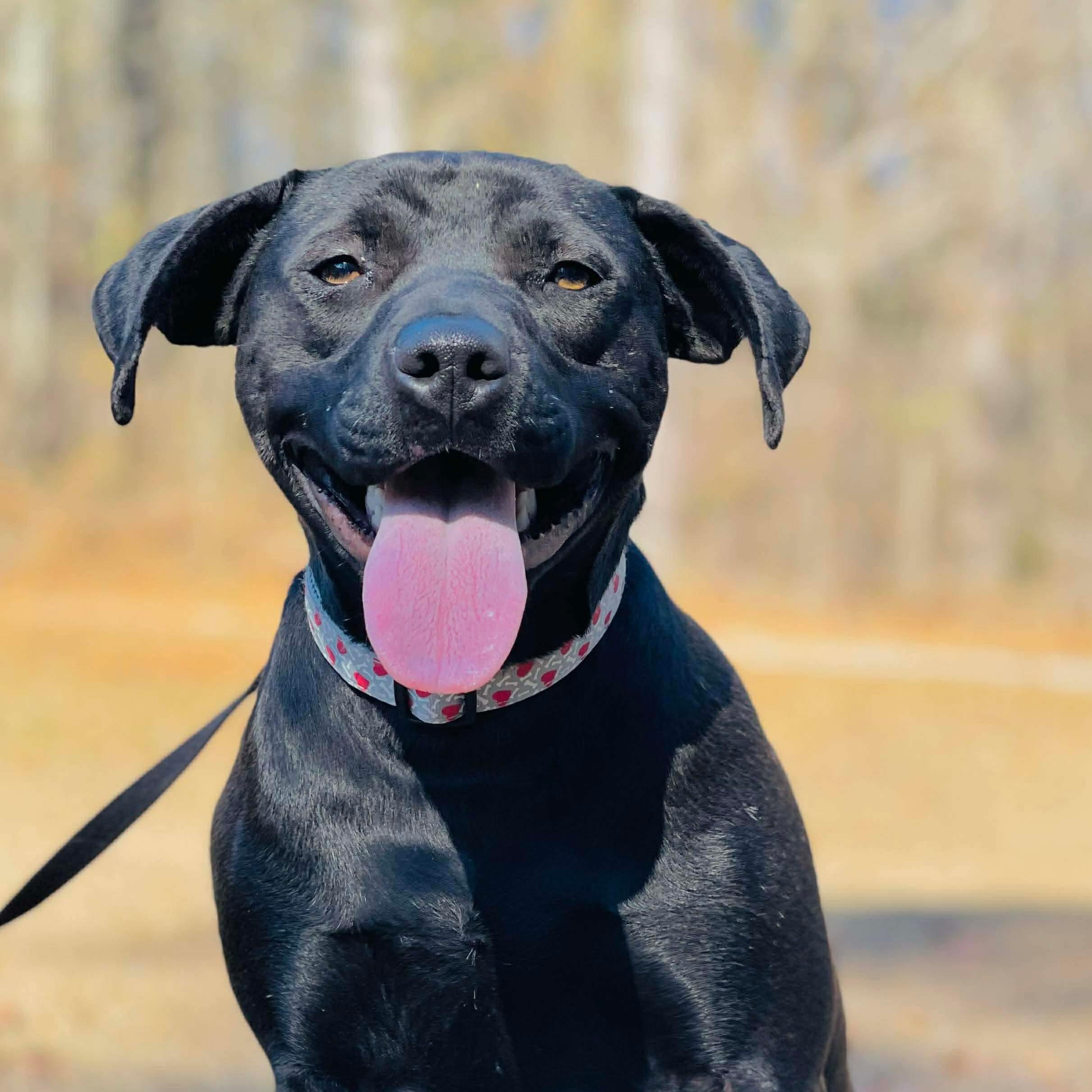 Annie, ADOPTABLE, Young Female Mixed Breed.