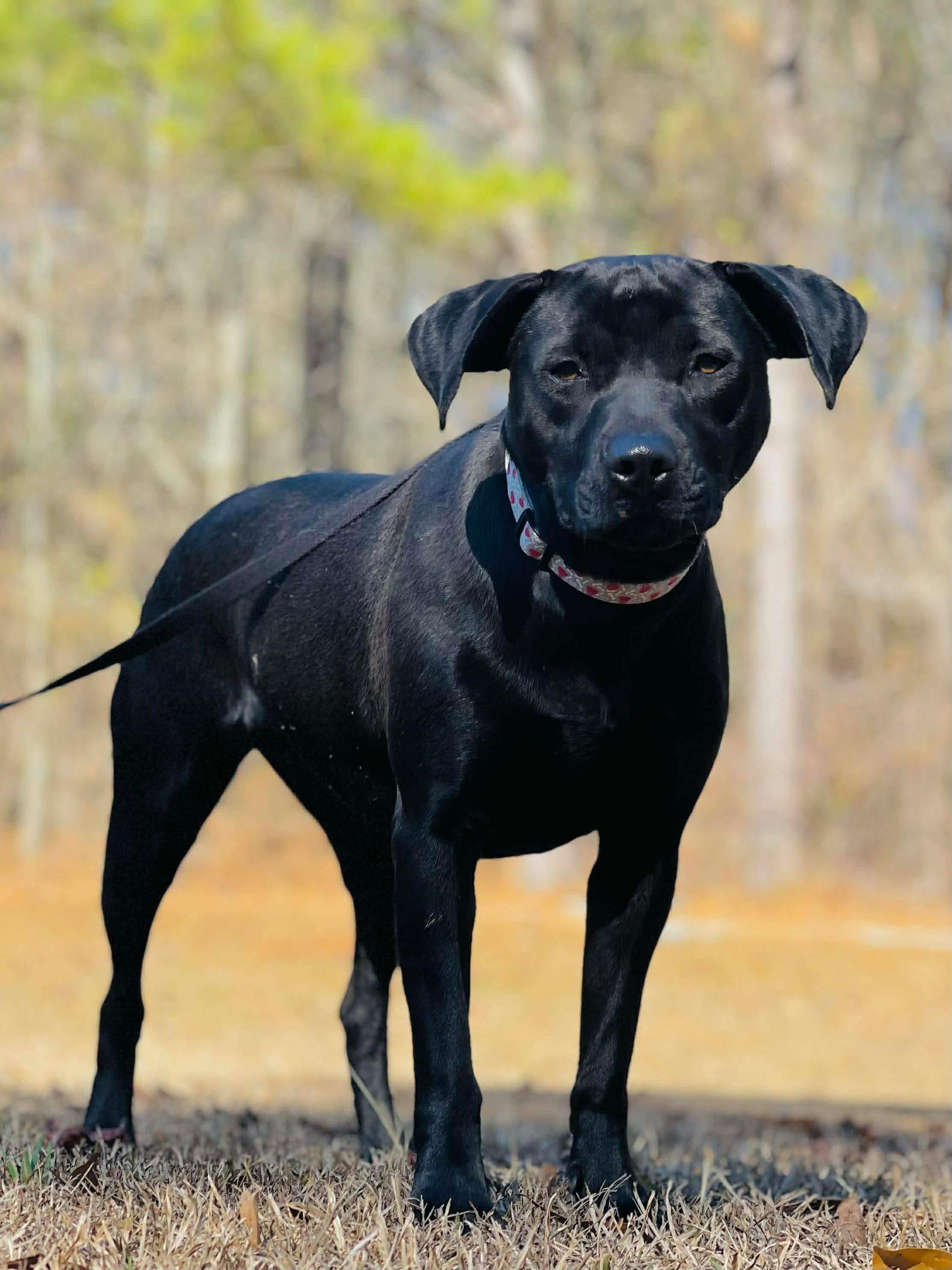 Annie, a ADOPTABLE Mixed Breed in Oxford, GA image 2/2