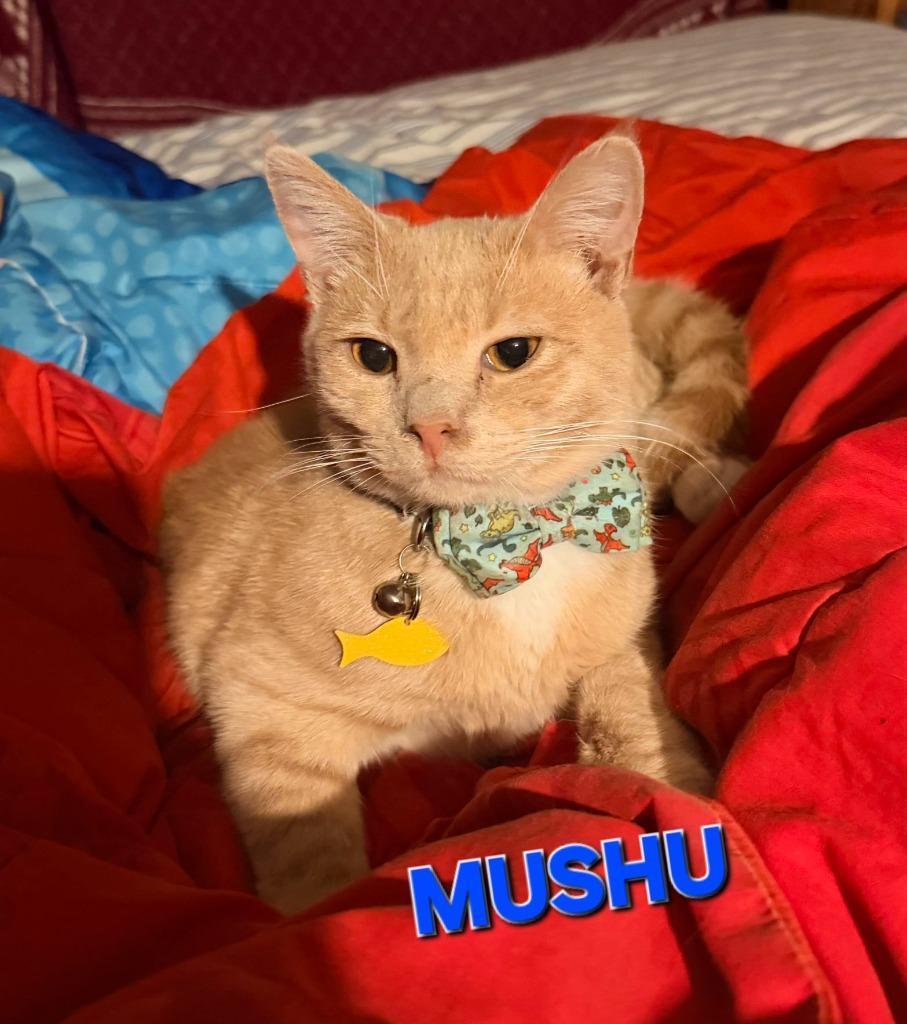 Mushu, Adoptable, Young Male Domestic Short Hair.