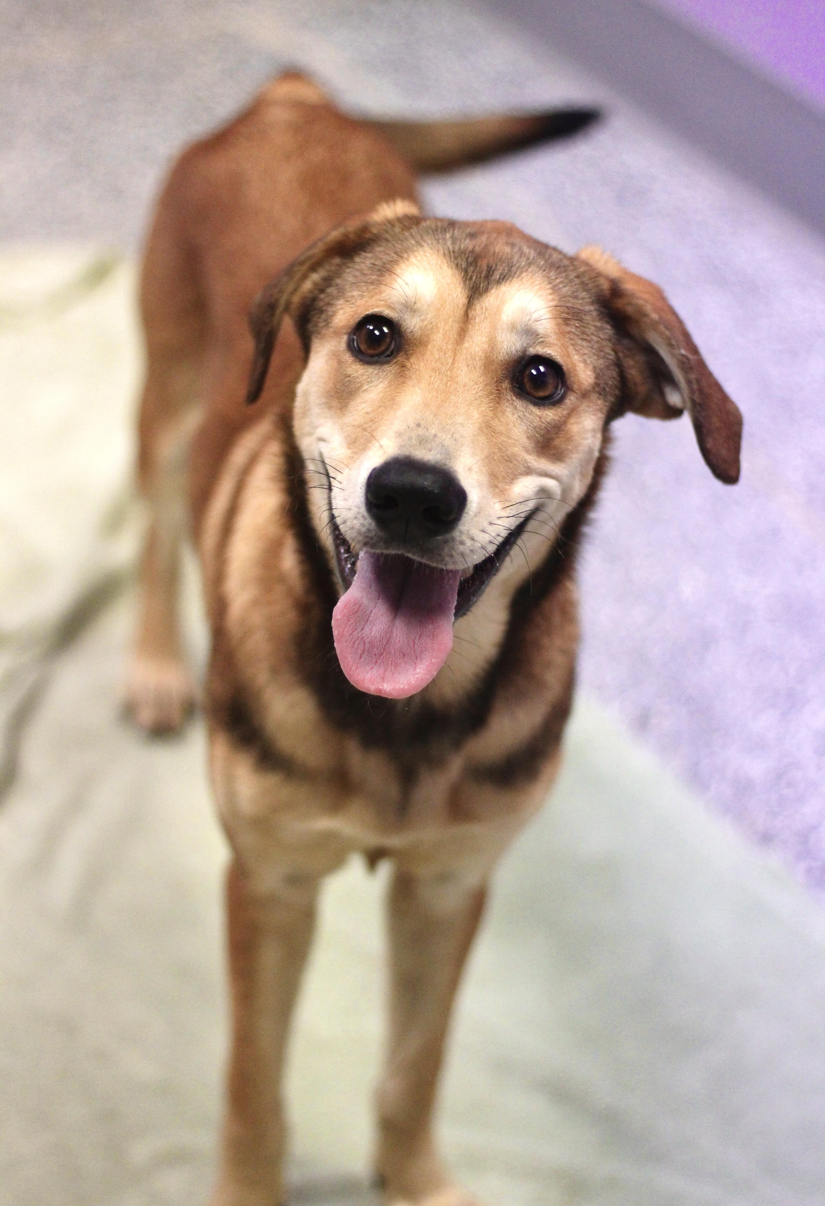 Theba in NH! Come Meet our Adoptable Dogs Wednesday-Saturday. More info in Bio!