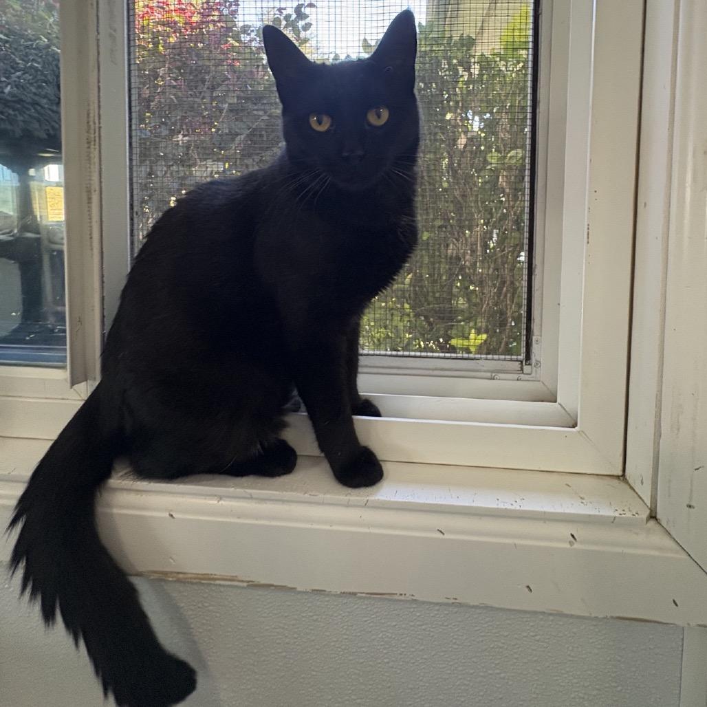 Poppy, Adoptable, Adult Female Domestic Medium Hair.