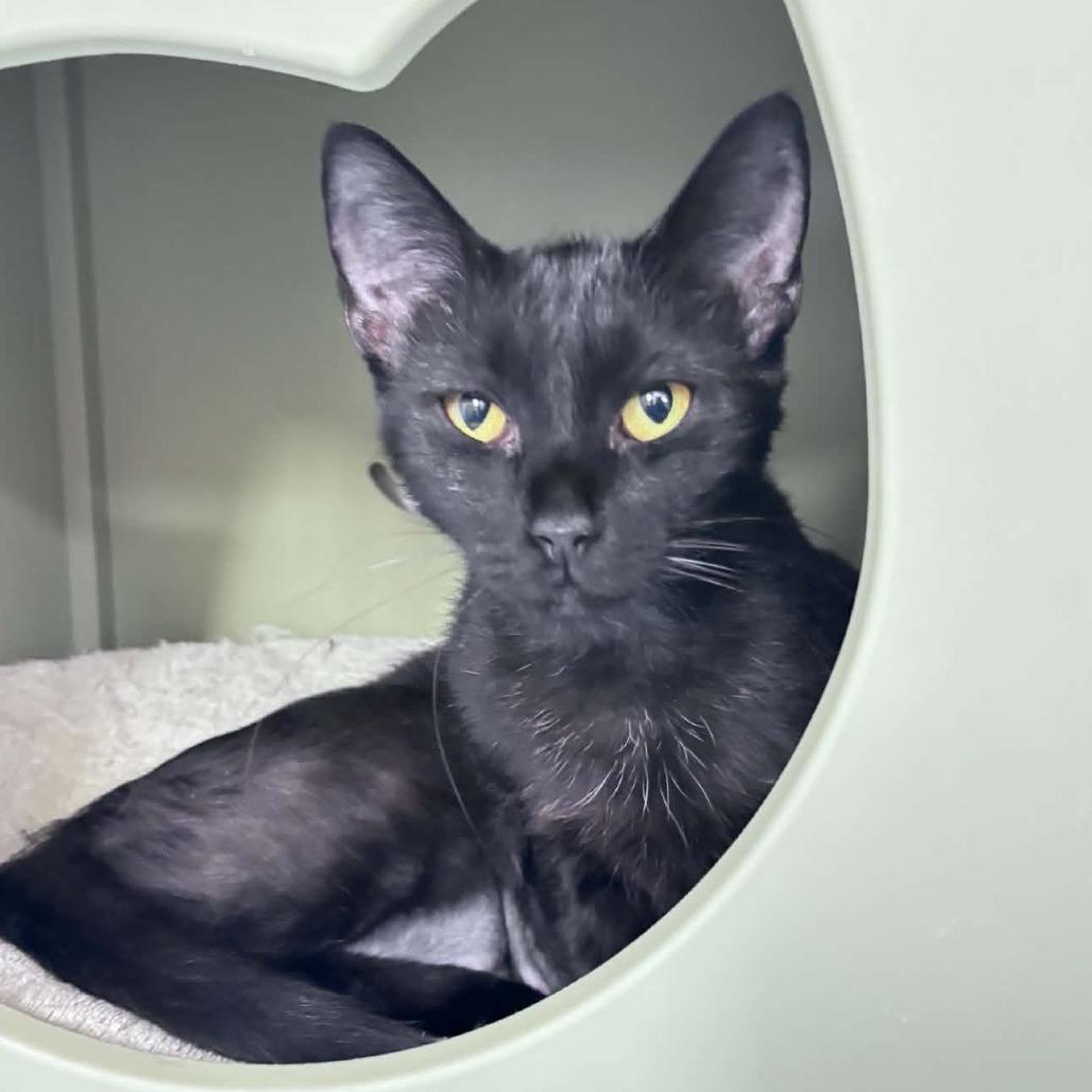 Poppy, Adoptable, Adult Female Domestic Medium Hair.