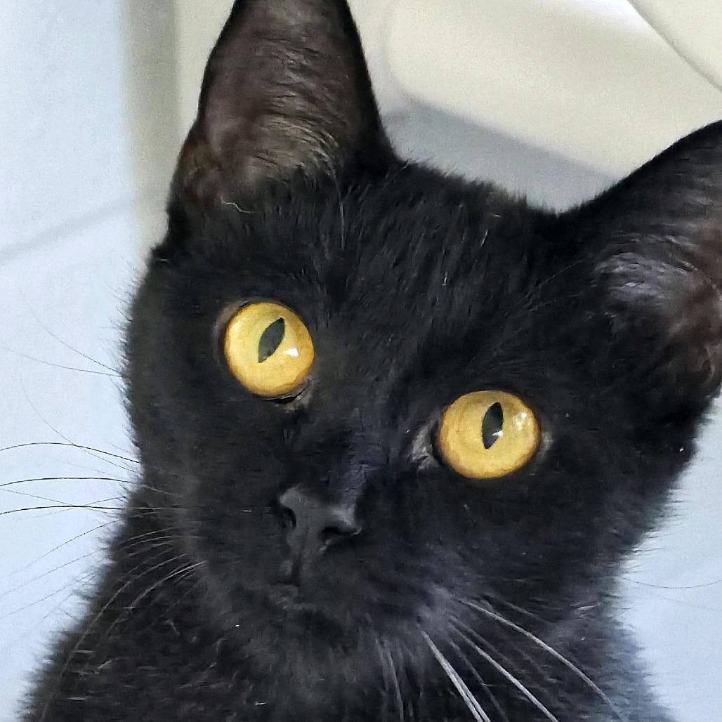 Poppy, a Adoptable Domestic Medium Hair in Columbus, NC image 2/5