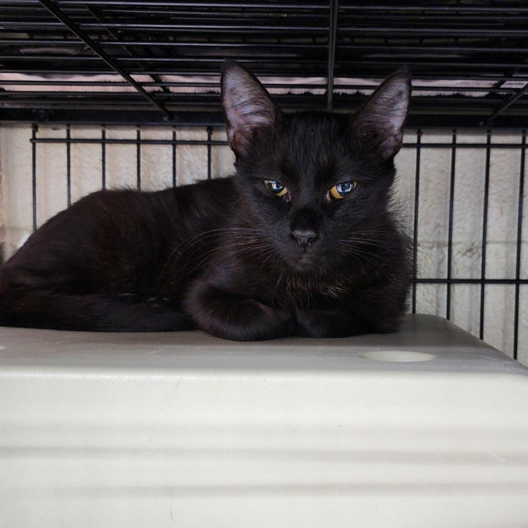Poppy, a Adoptable Domestic Medium Hair in Columbus, NC image 3/5