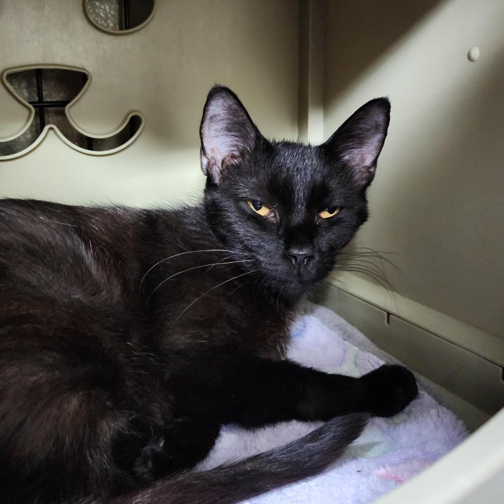 Poppy, a Adoptable Domestic Medium Hair in Columbus, NC image 4/5