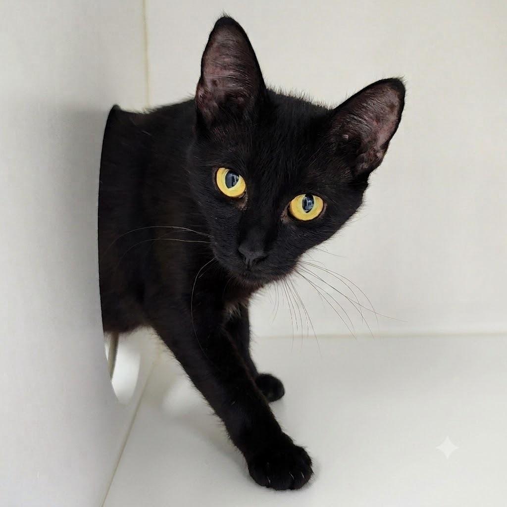 Poppy, a Adoptable Domestic Medium Hair in Columbus, NC image 5/5