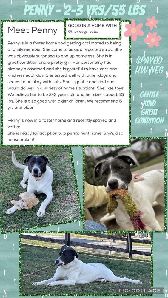 Penny Sue, Adoptable, Adult Female Mixed Breed.