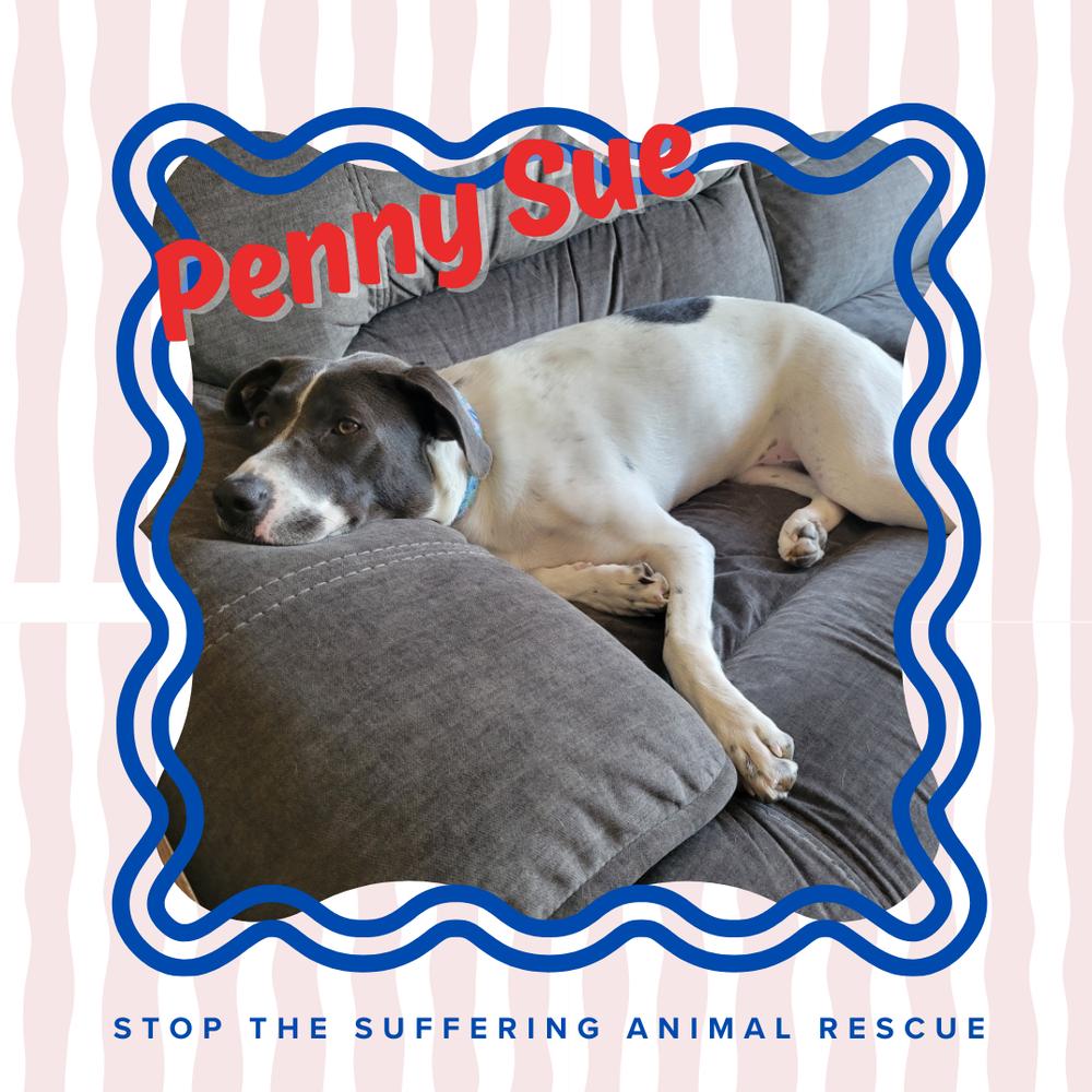 Penny Sue, Adoptable, Adult Female Mixed Breed.