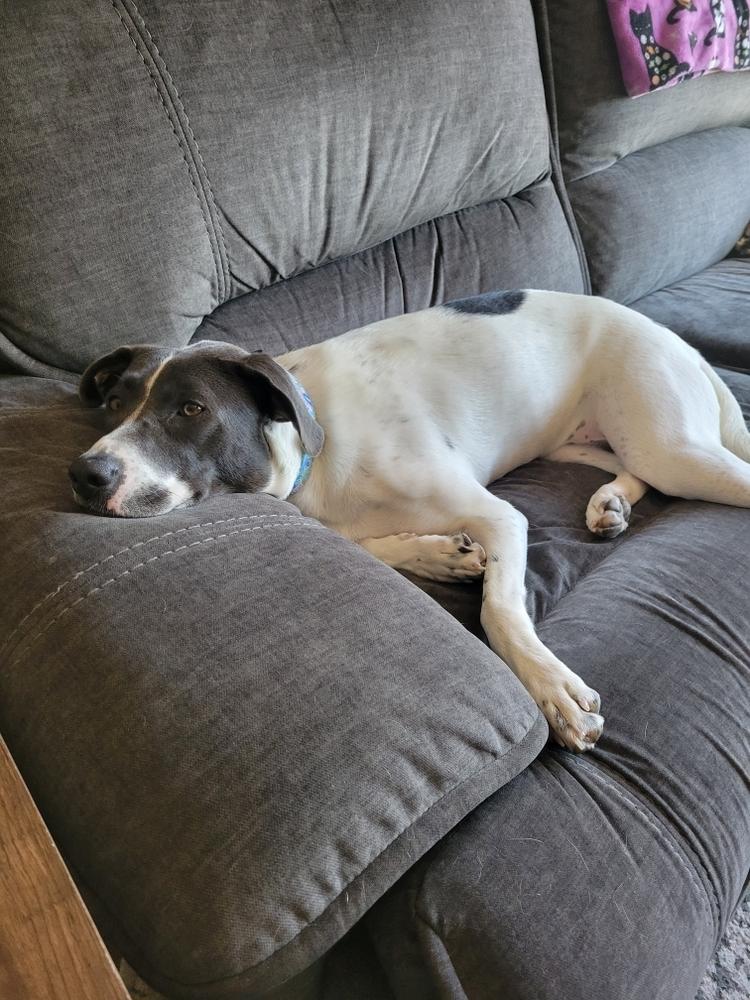 Penny Sue, Adoptable, Adult Female Mixed Breed.