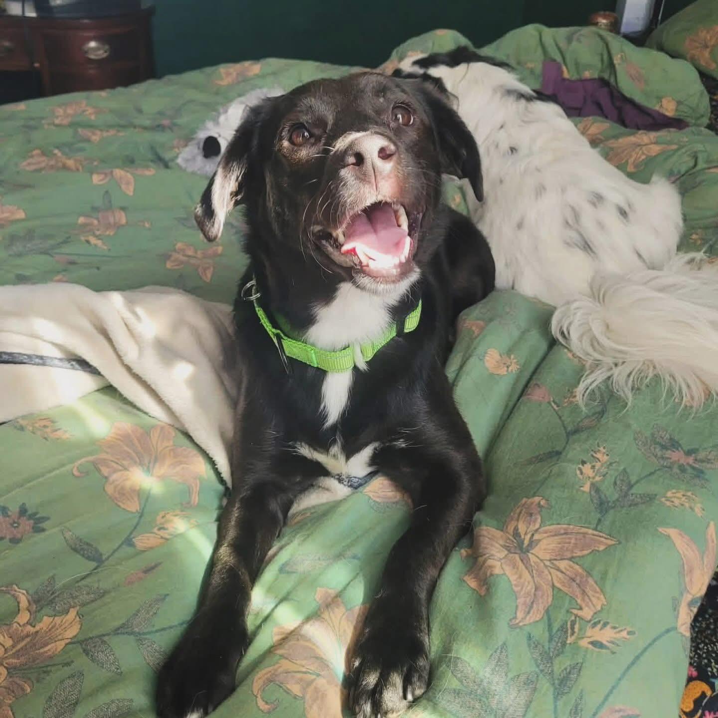 Enlarge Mable, an adopted mixed breed in West Falls, NY image 2/3