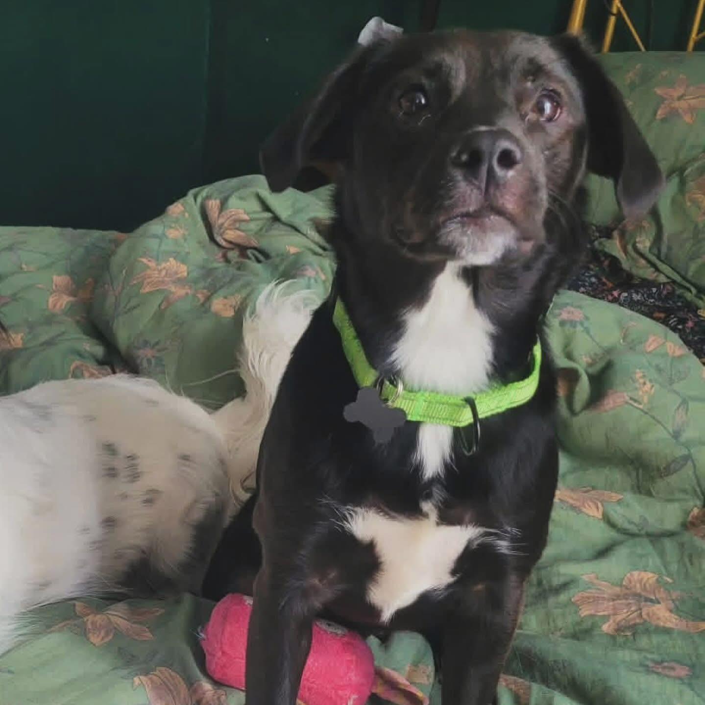 Enlarge Mable, an adopted mixed breed in West Falls, NY image 1/3