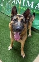 Enlarge Ritter 179302, a Adoptable mixed breed in Visalia, CA image 1/1