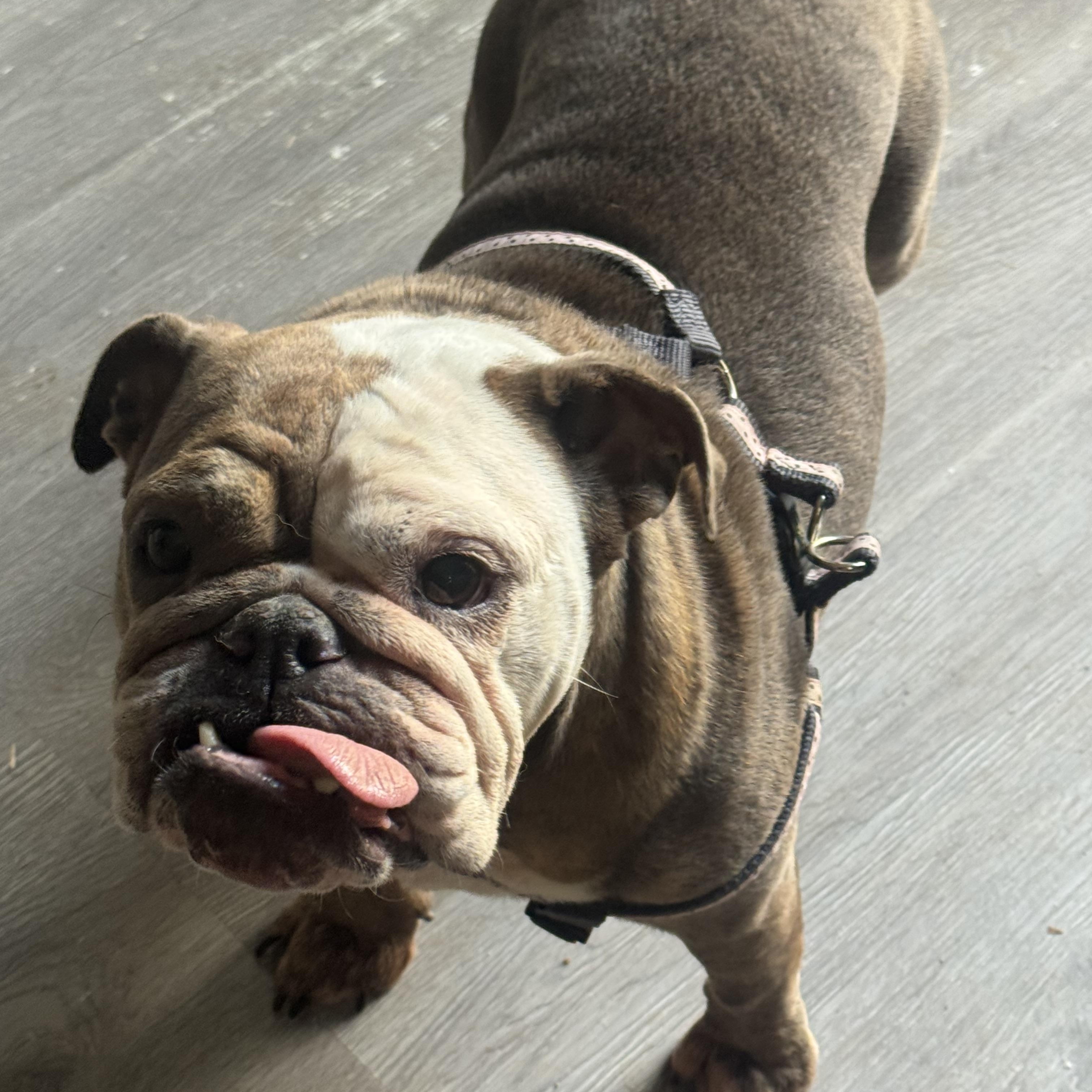 Pancake, ADOPTABLE, Adult Female English Bulldog.