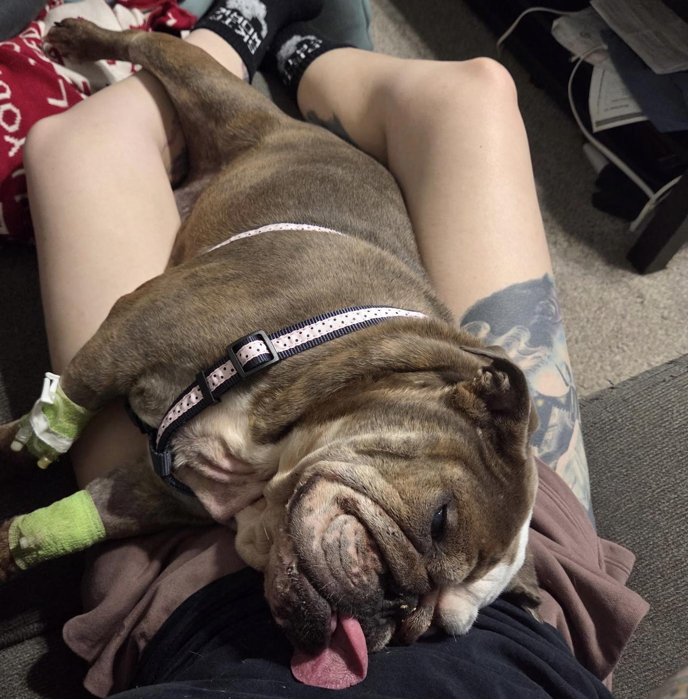Pancake, a ADOPTABLE English Bulldog in Fredericksburg, VA image 2/5