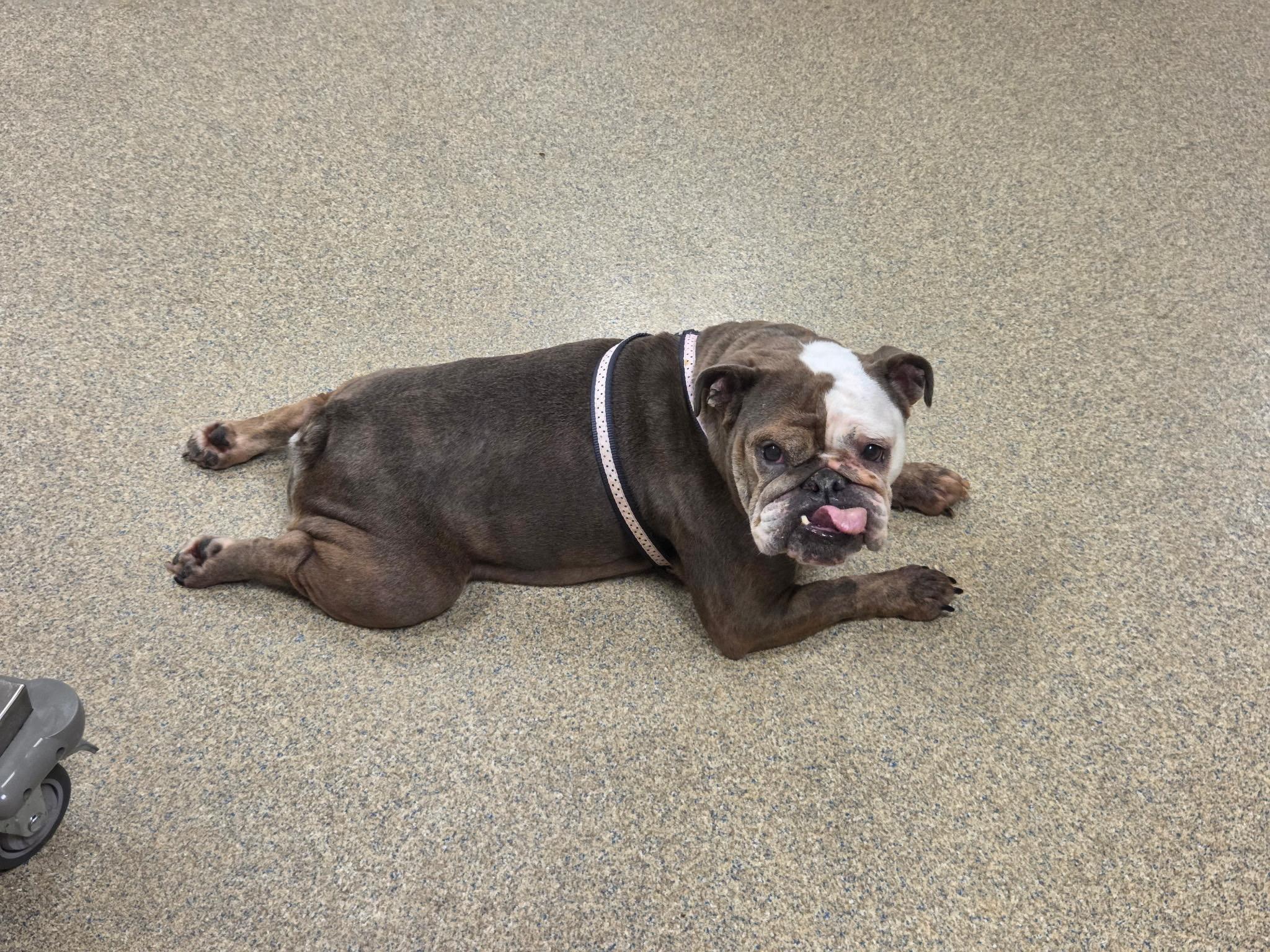 Pancake, a ADOPTABLE English Bulldog in Fredericksburg, VA image 3/5