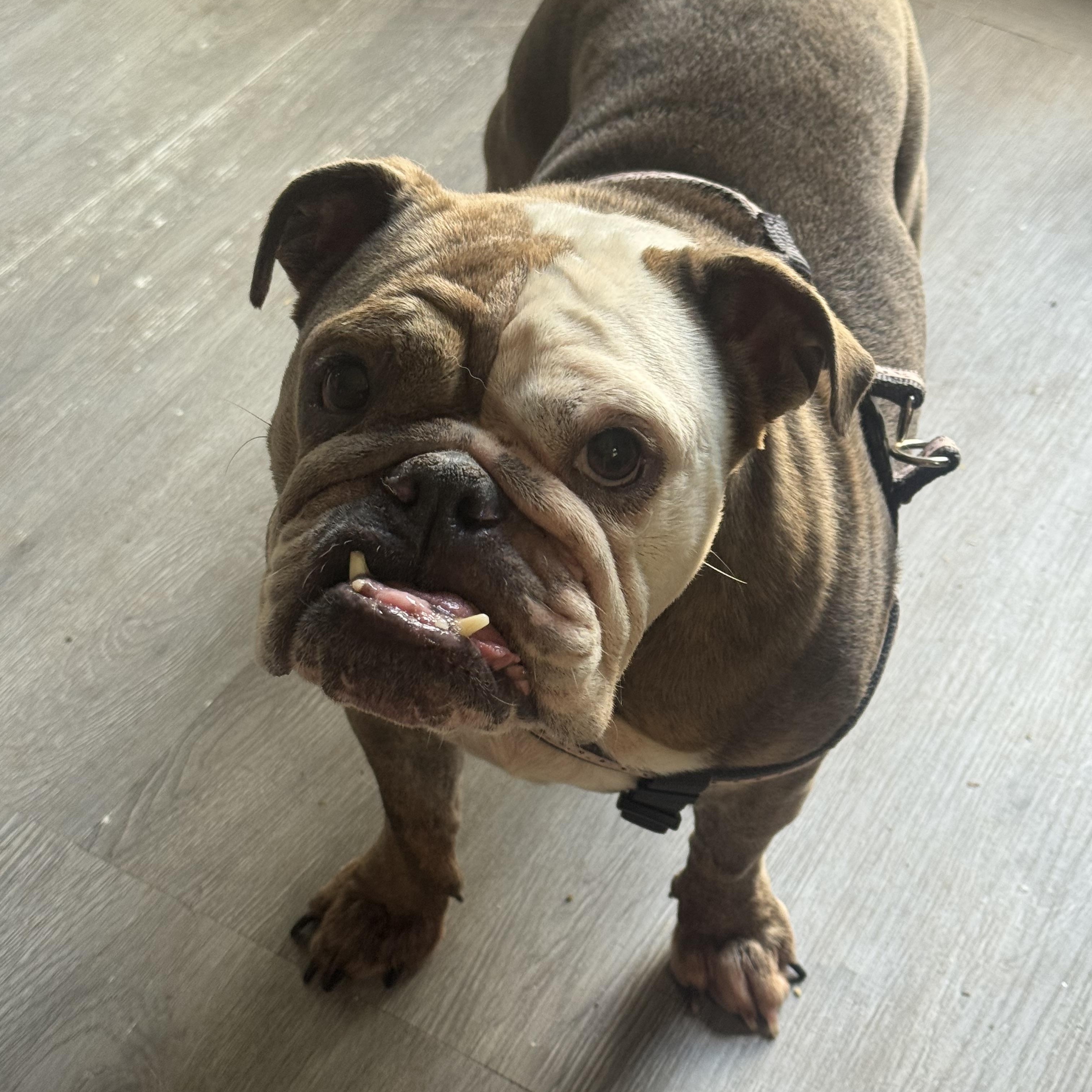 Pancake, a ADOPTABLE English Bulldog in Fredericksburg, VA image 4/5