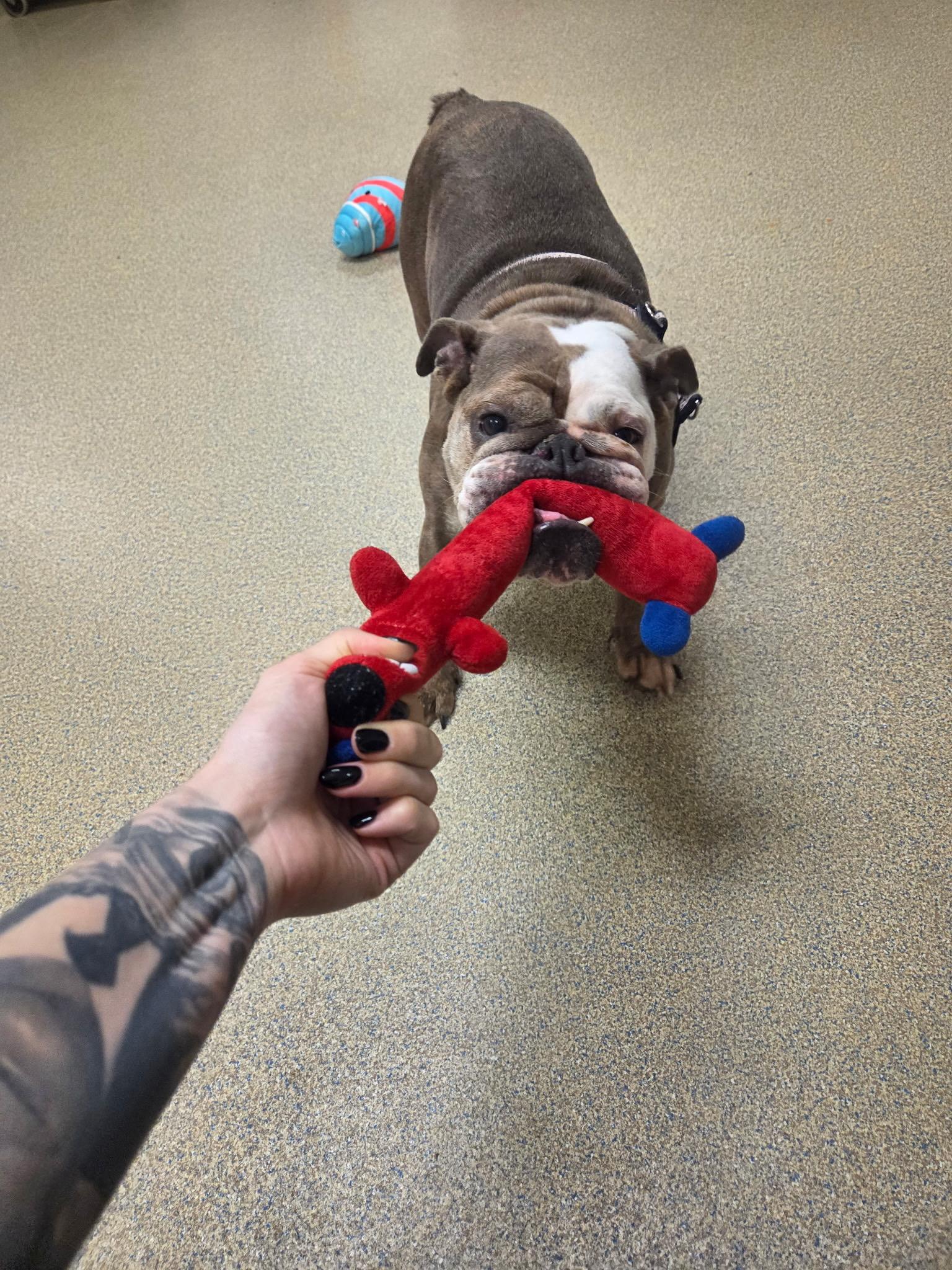 Pancake, a ADOPTABLE English Bulldog in Fredericksburg, VA image 5/5