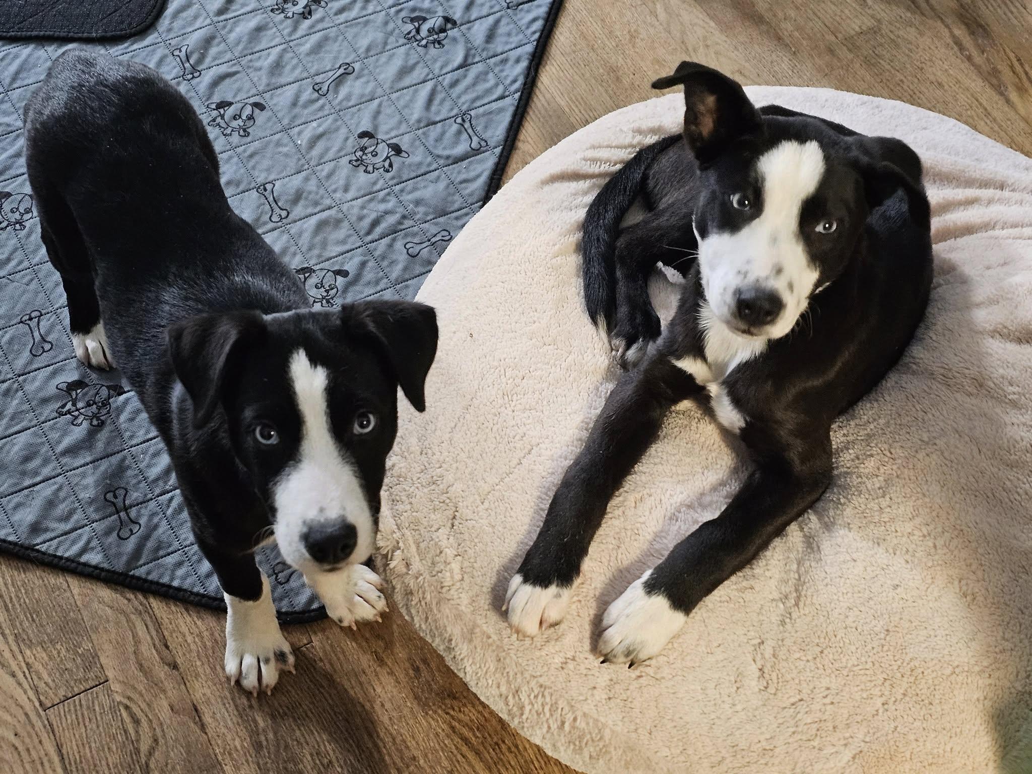 Enlarge Echo, an adoptable Mixed Breed in Nottingham, MD image 1/4