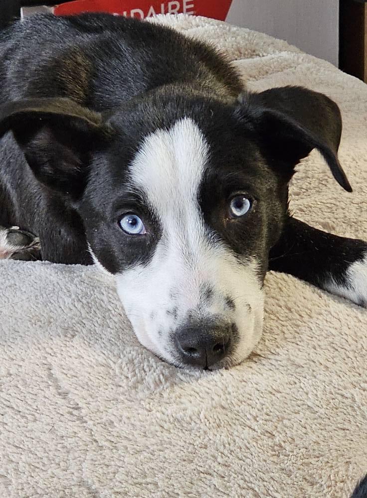 Enlarge Echo, an adoptable Mixed Breed in Nottingham, MD image 3/4