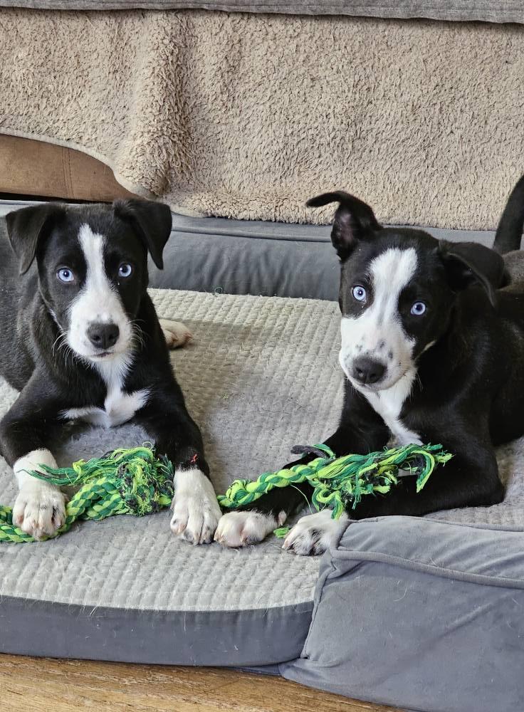 Enlarge Echo, an adoptable Mixed Breed in Nottingham, MD image 4/4