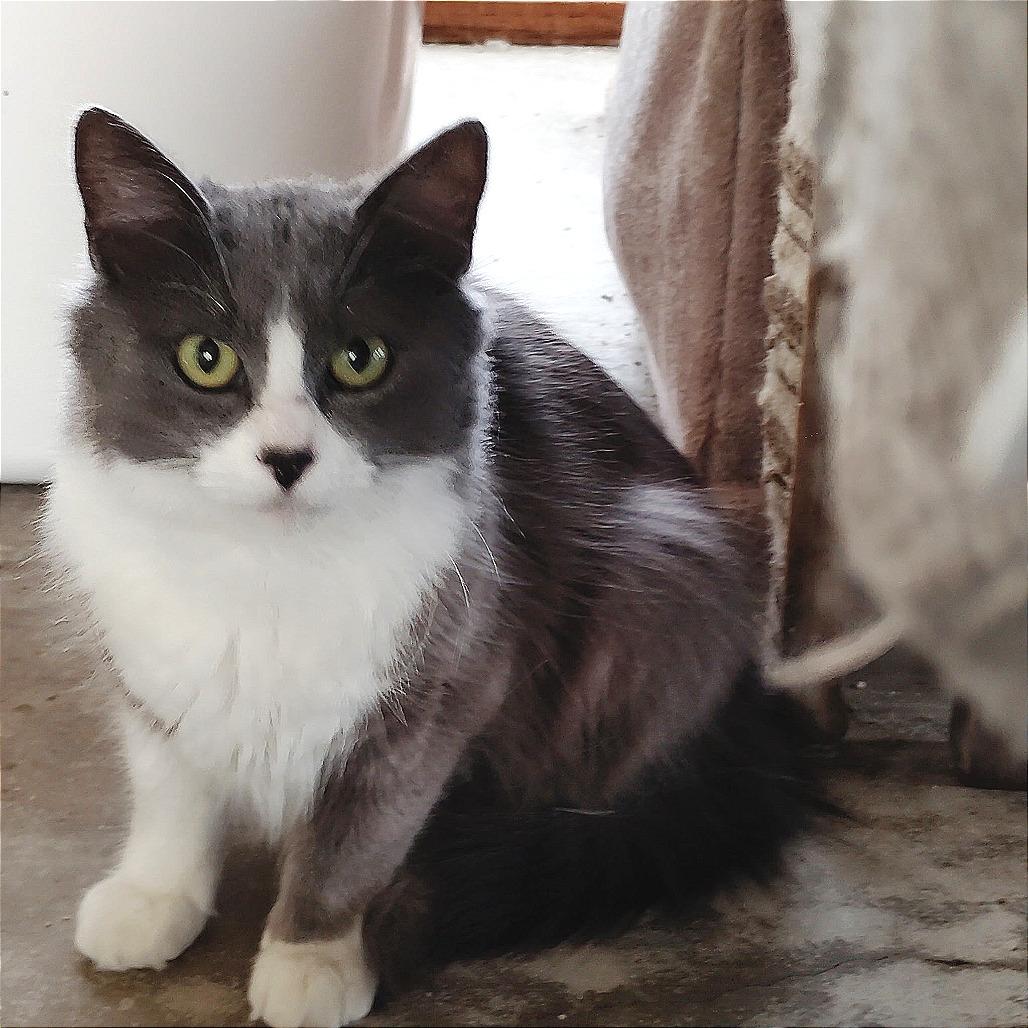 Misty, Adoptable, Young Female Domestic Short Hair.