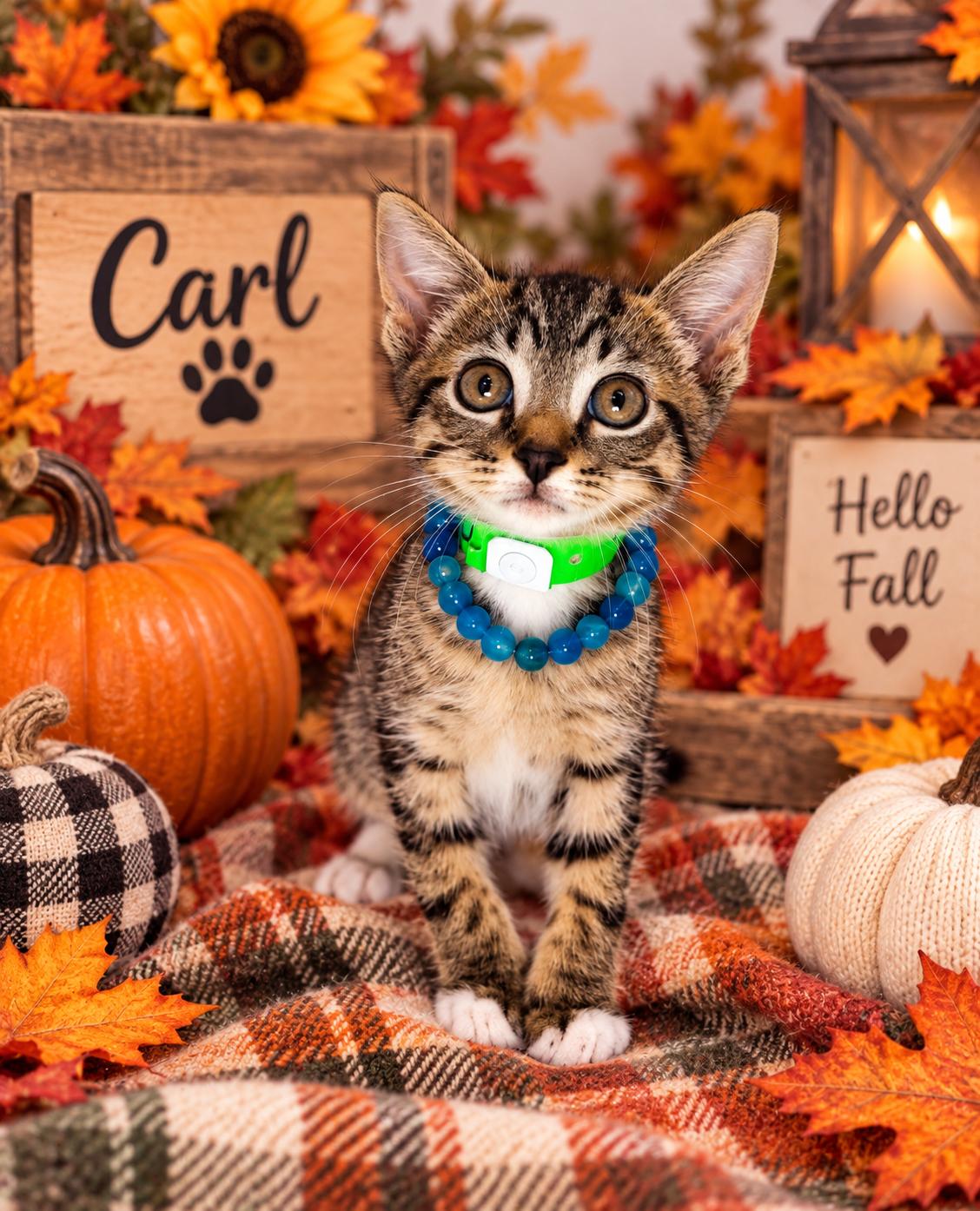 Enlarge Carl, a Adopted Tabby in Tavares, FL image 2/2
