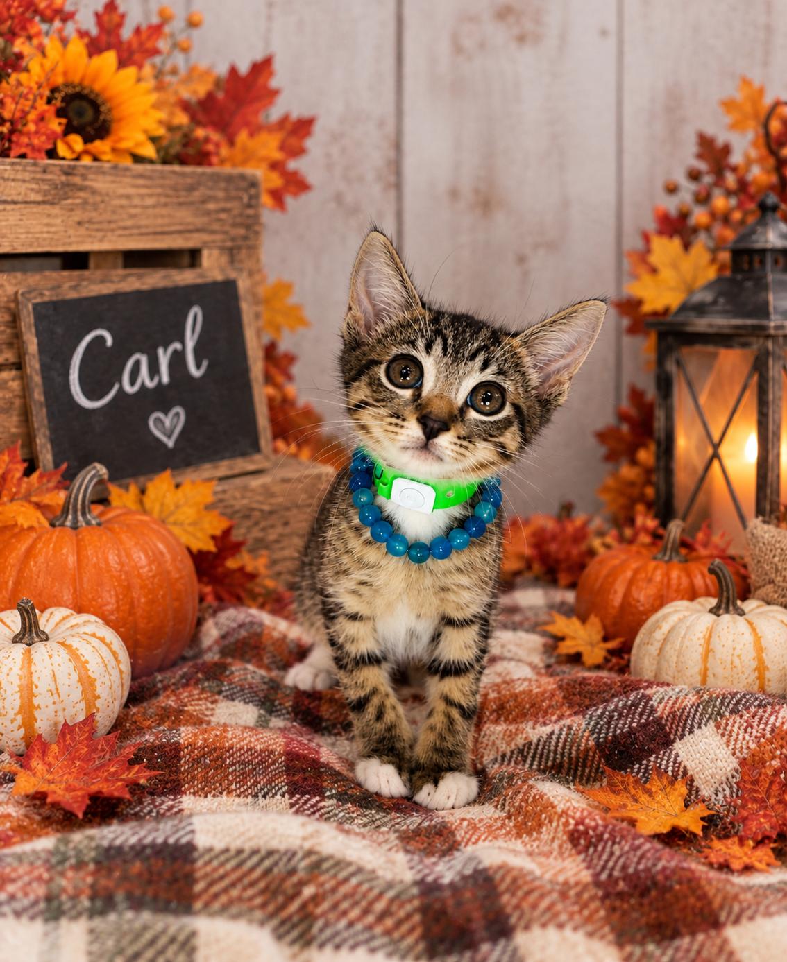 Carl, Adopted, Kitten Male Tabby.