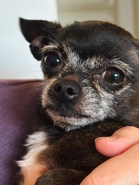 Maggie, Adopted, Adult Female Chihuahua.