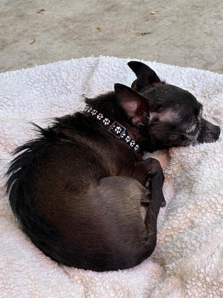 Maggie, a Adopted Chihuahua in Sacramento, CA image 2/6