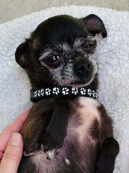 Maggie, a Adopted Chihuahua in Sacramento, CA image 3/6