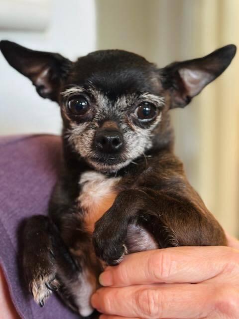 Maggie, a Adopted Chihuahua in Sacramento, CA image 4/6