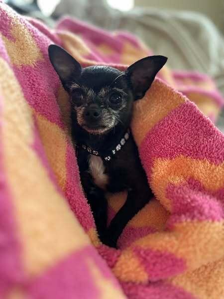 Maggie, a Adopted Chihuahua in Sacramento, CA image 5/6