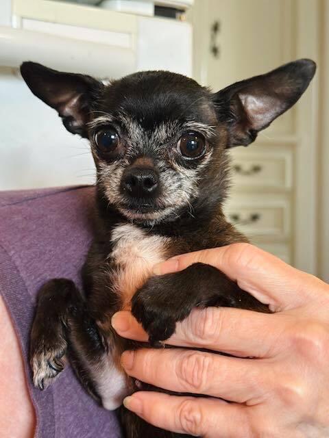 Maggie, a Adopted Chihuahua in Sacramento, CA image 6/6
