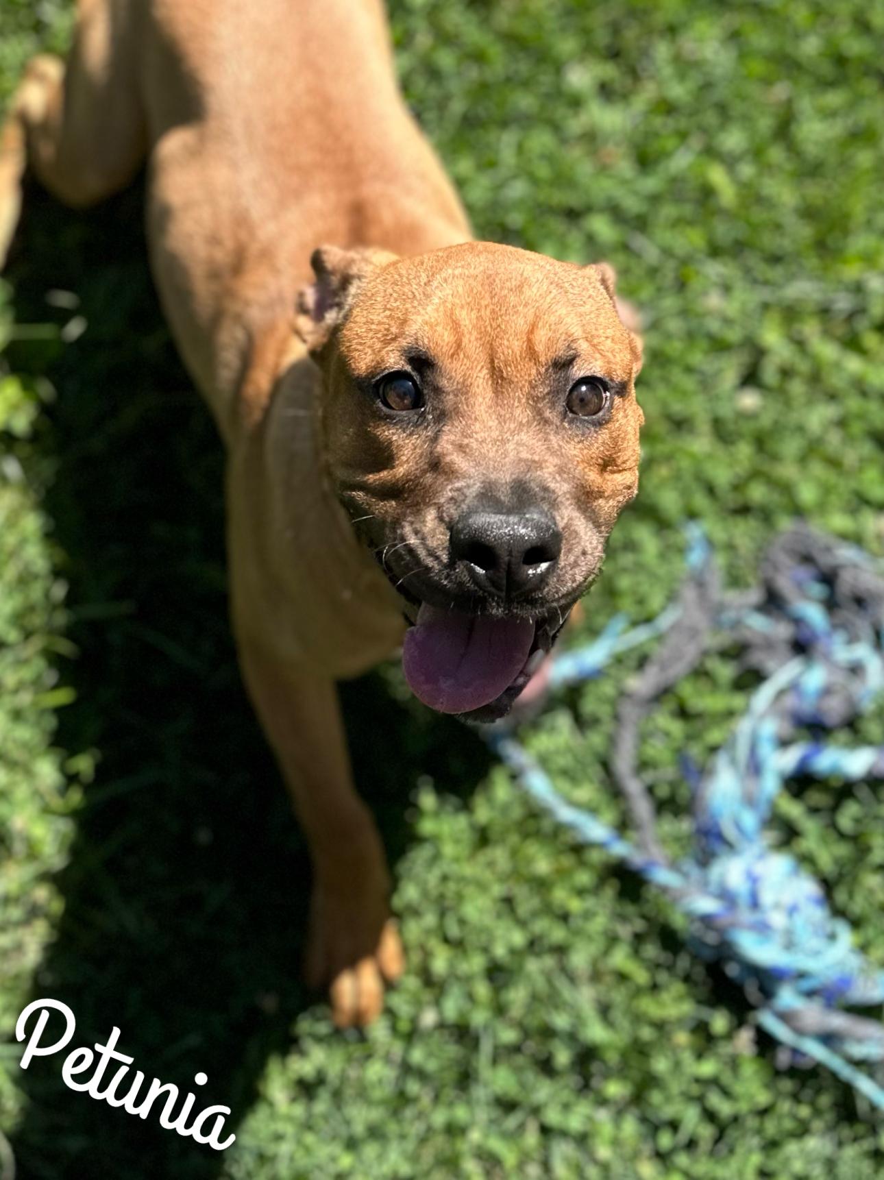 Petunia, a Adoptable Staffordshire Bull Terrier image 2/4