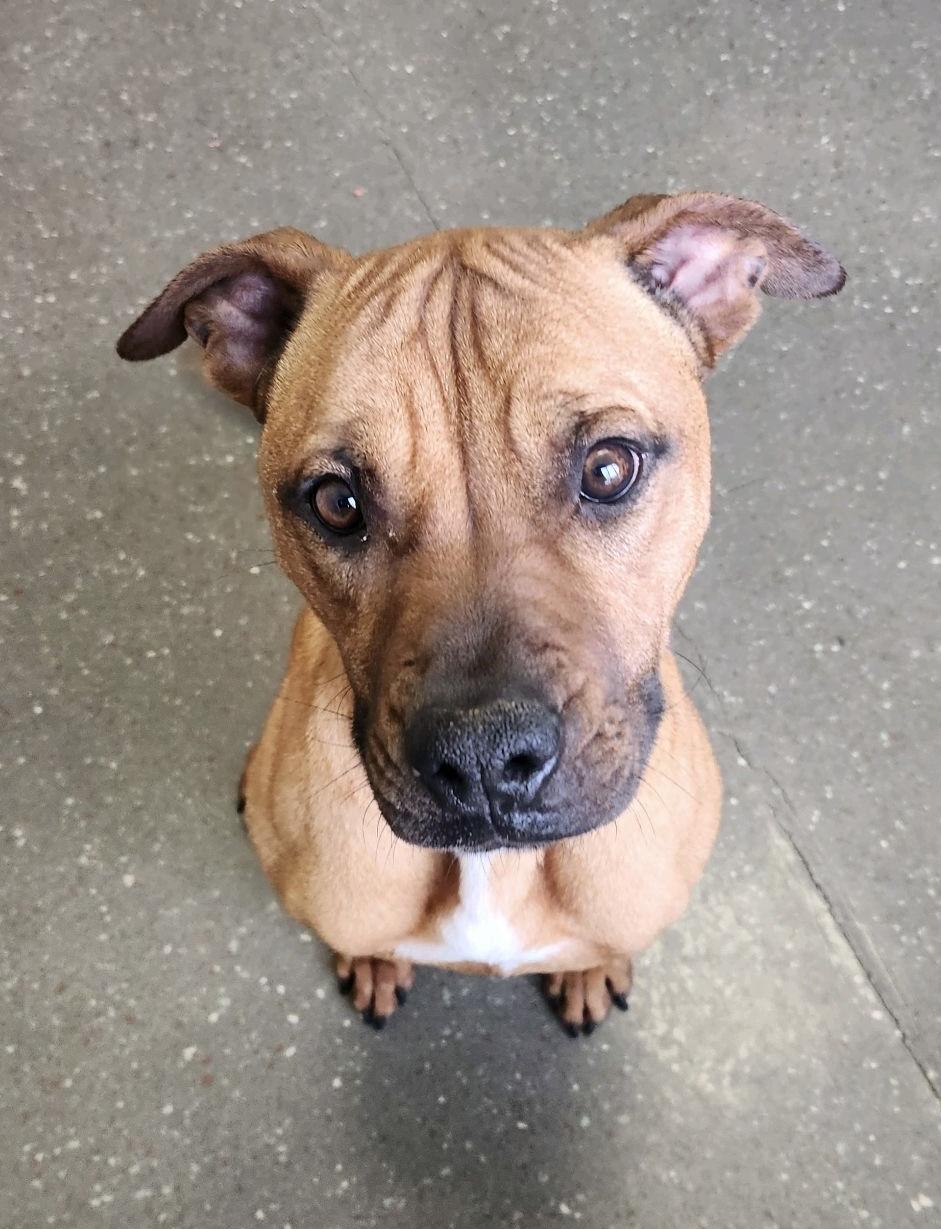 Petunia, a Adoptable Staffordshire Bull Terrier in Valparaiso, IN image 3/6