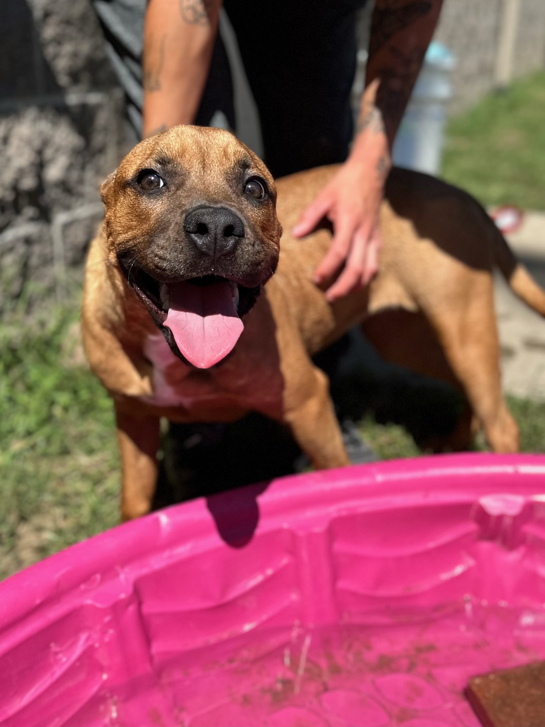 Petunia, a Adoptable Staffordshire Bull Terrier image 1/4