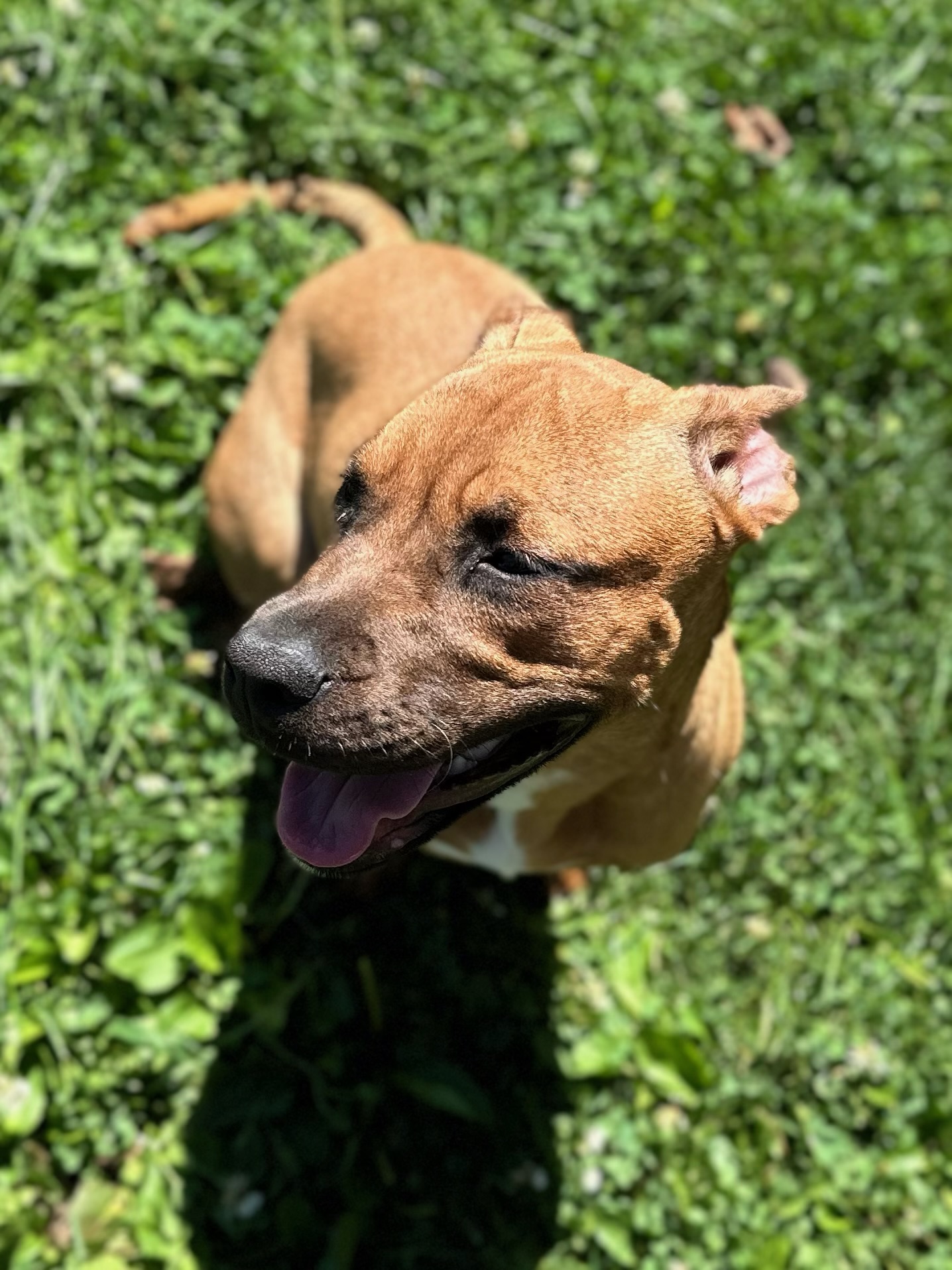 Petunia, a Adoptable Staffordshire Bull Terrier image 4/4