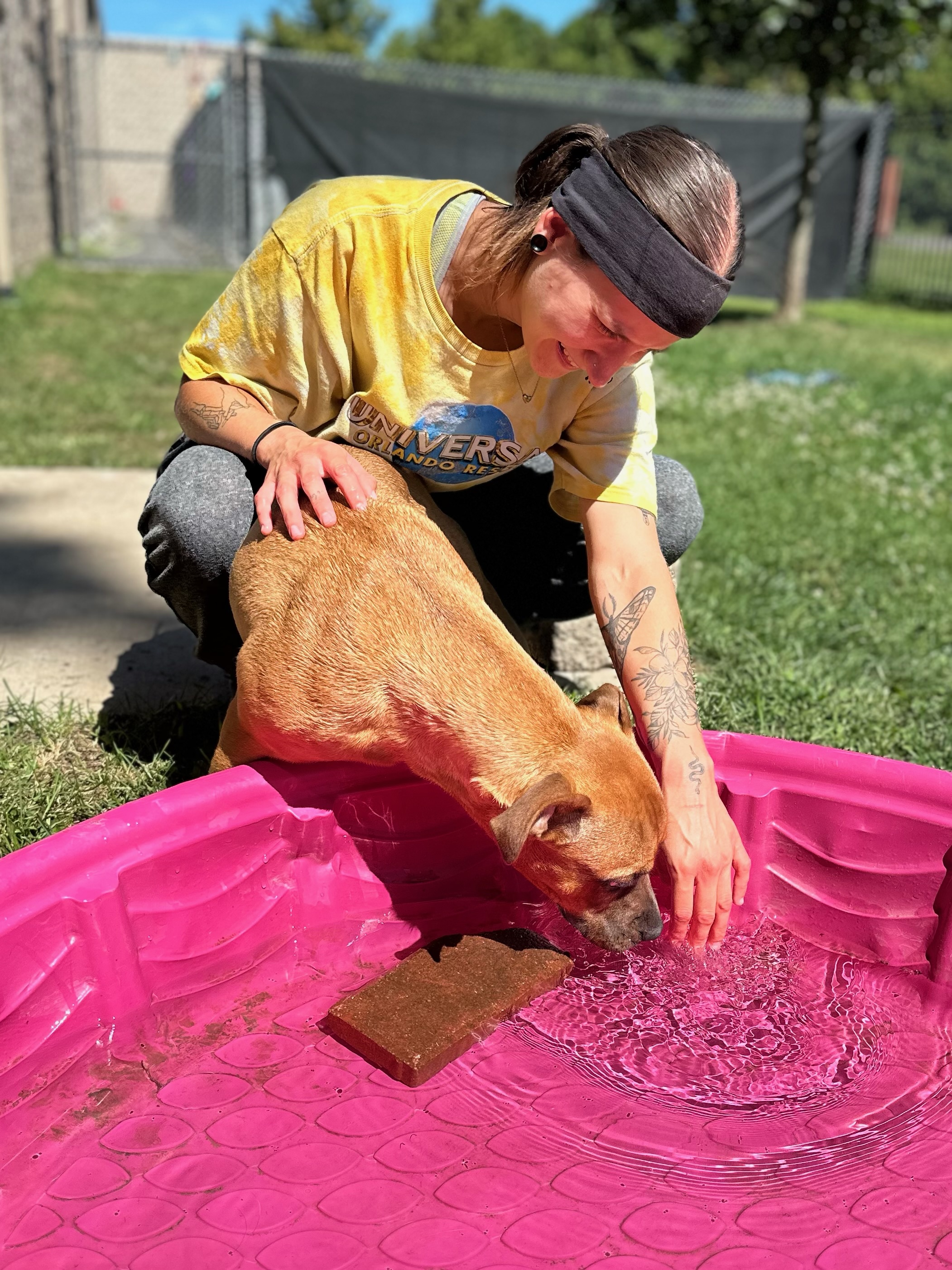 Petunia, a Adoptable Staffordshire Bull Terrier image 3/4