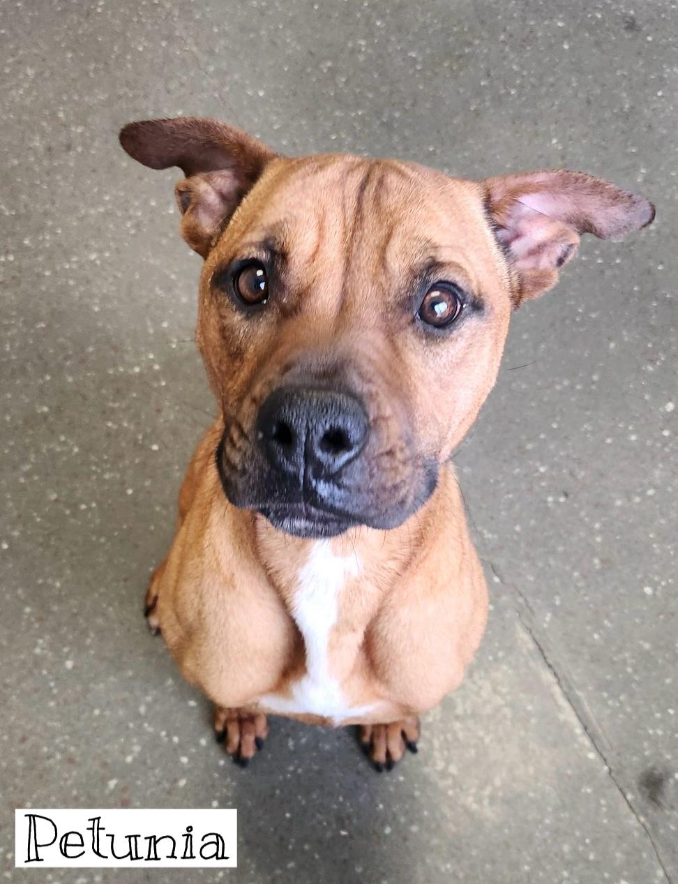 Petunia, a Adoptable Staffordshire Bull Terrier in Valparaiso, IN image 1/6