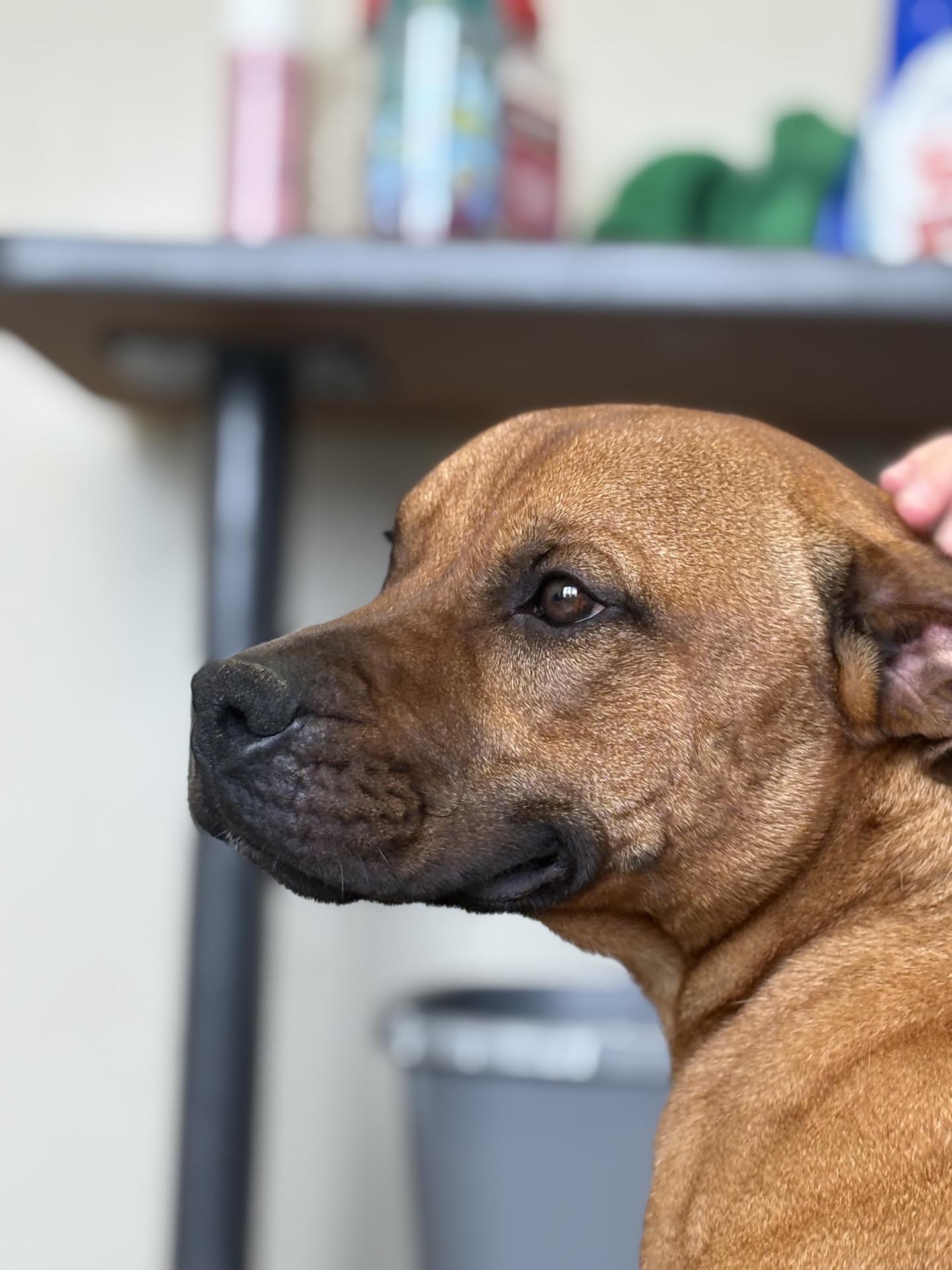 Petunia, a Adoptable Staffordshire Bull Terrier in Valparaiso, IN image 2/6